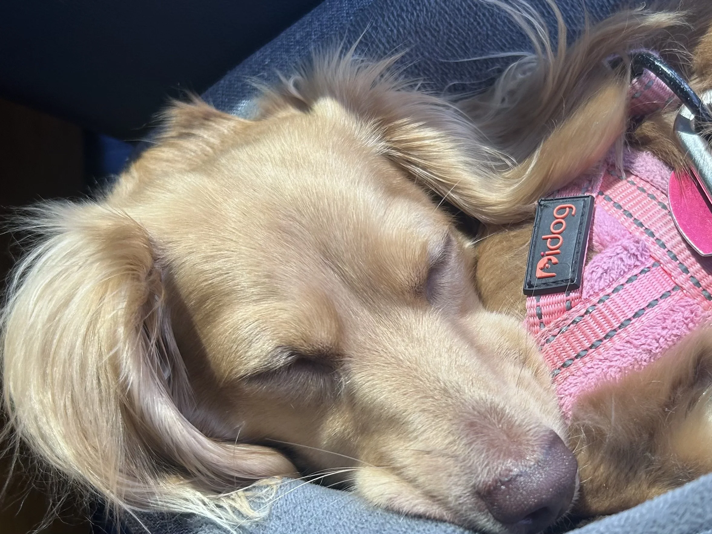 Small tan dog sleeping peacefully in a car seat, wearing a pink harness, eyes closed as sunlight falls across her face during a road trip.