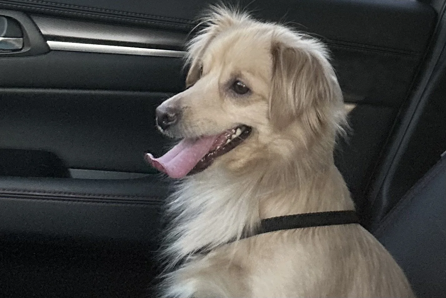 Dog calmly sitting in parked car during gradual conditioning for longer car travel.