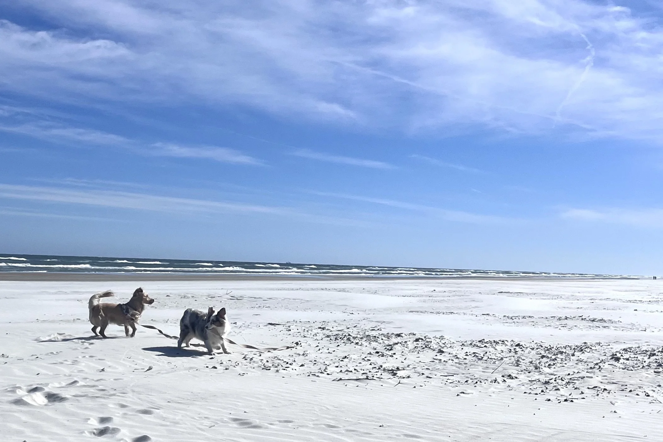 Two small dogs walking on a wide, uncrowded Atlantic beach with open sand, ocean waves, and expansive blue sky.