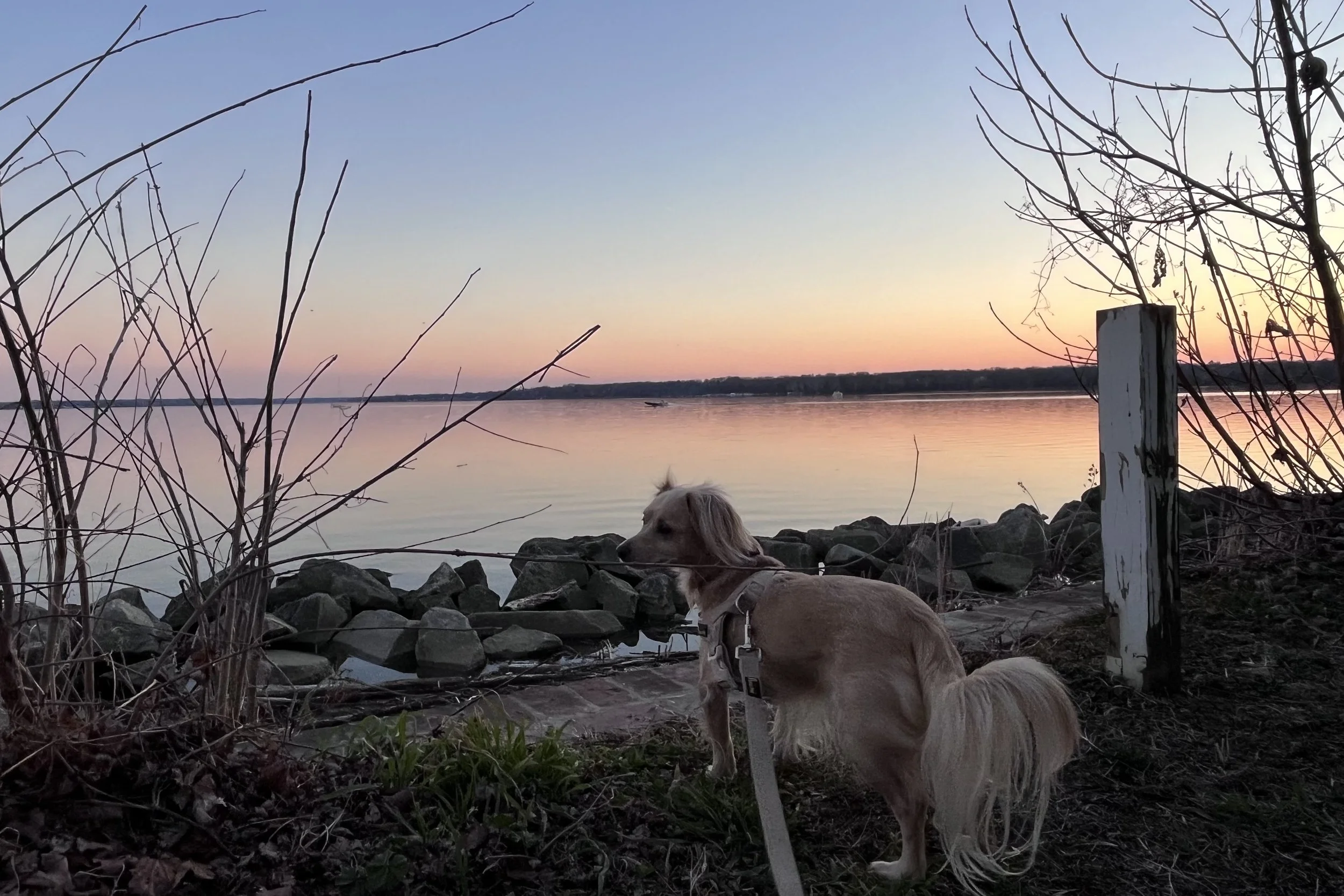 Small tan dog standing beside the Potomac River at sunset near Jones Point Park with calm water and rocky shoreline in the background.