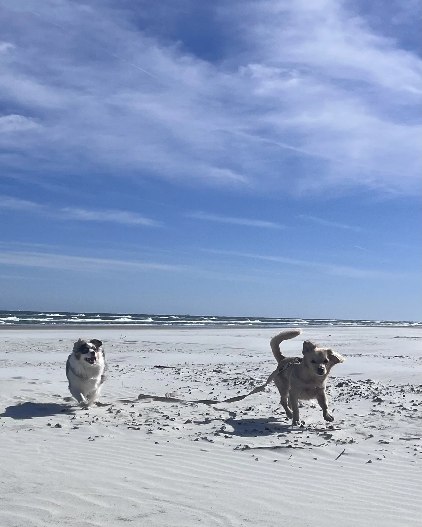 Two leashed dogs running on the sand at Butler Beach, with ocean waves and a bright blue sky in the background.