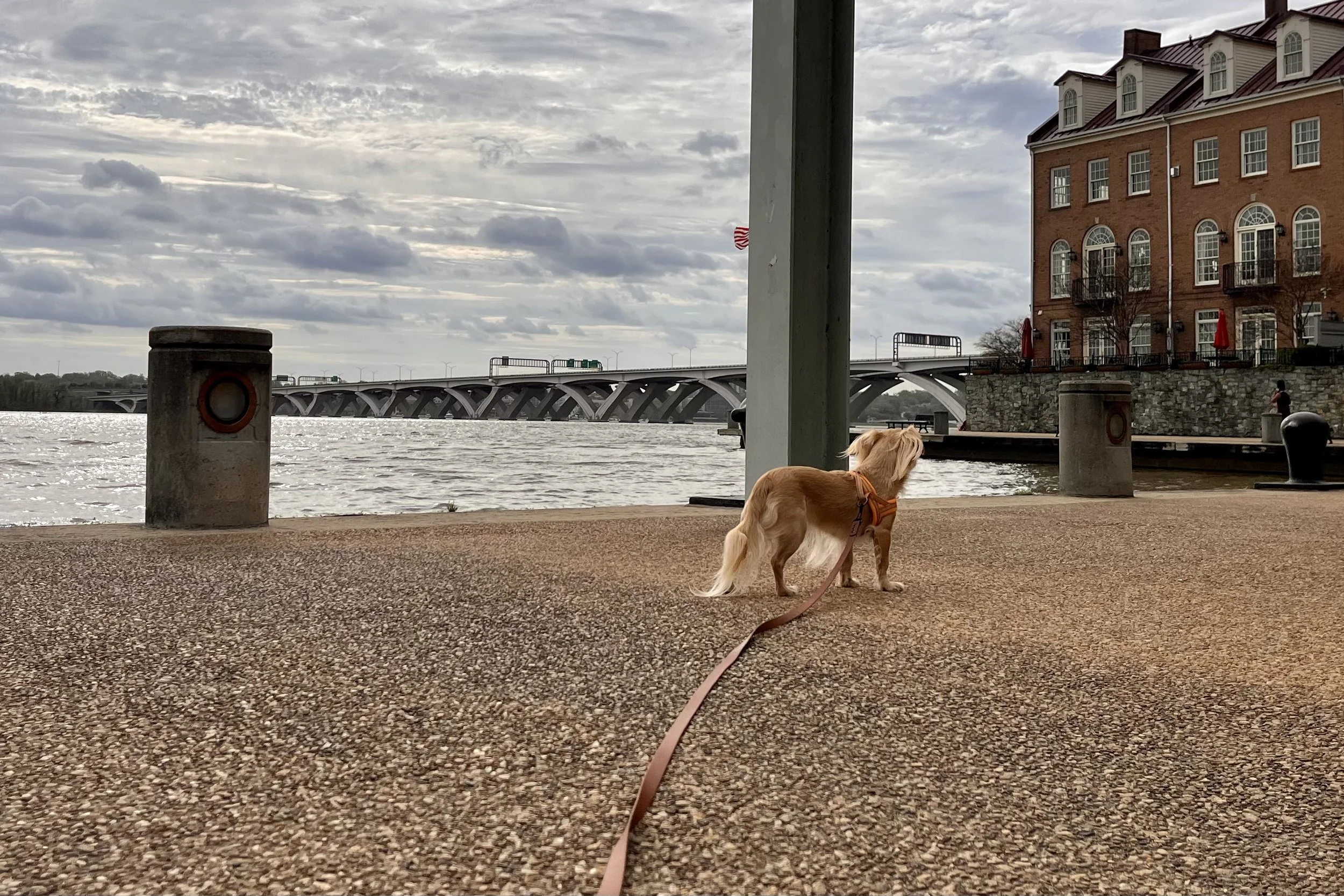 Small tan dog on a long leash exploring a quiet waterfront promenade with a bridge and river in the background.