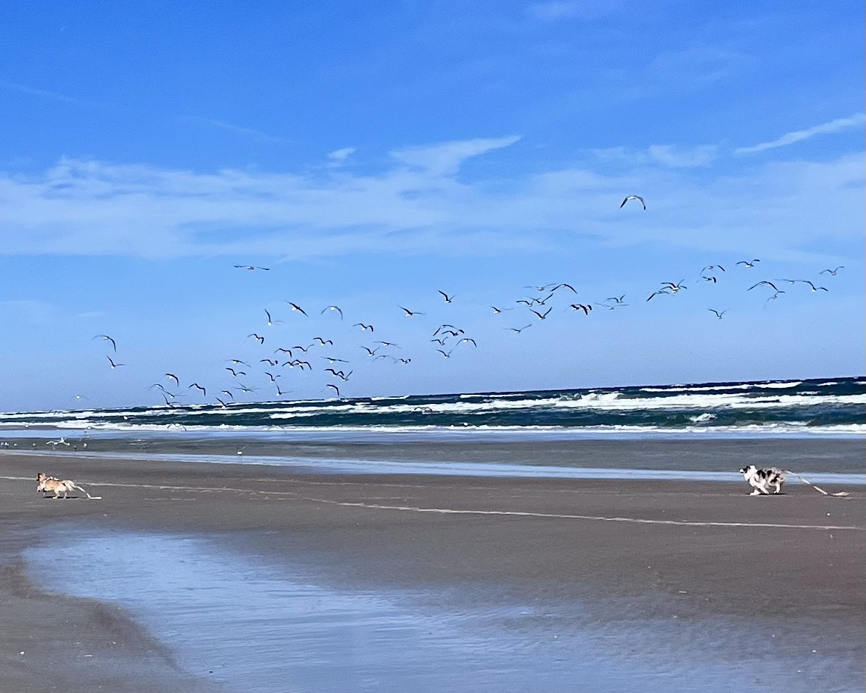 Two dogs running across a wide stretch of sand at Butler Beach, with ocean waves and seabirds flying overhead.