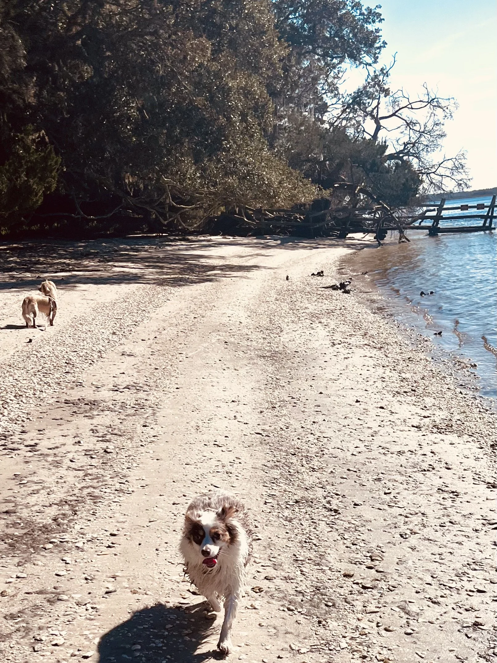 Dog running toward the camera along a shell-covered shoreline, with calm water to the side and another dog farther ahead.