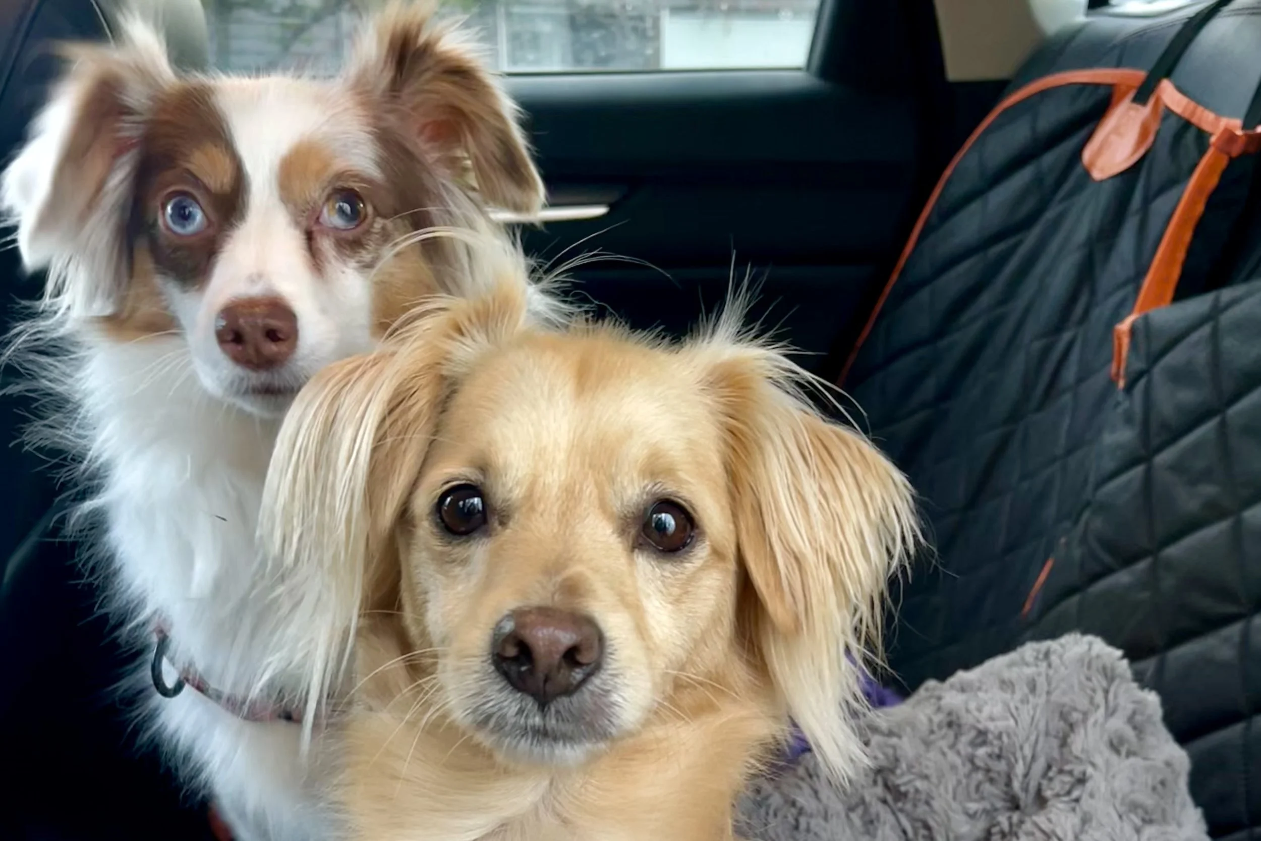 Two small dogs in a car, one resting partially on the other, showing a mid-settle state