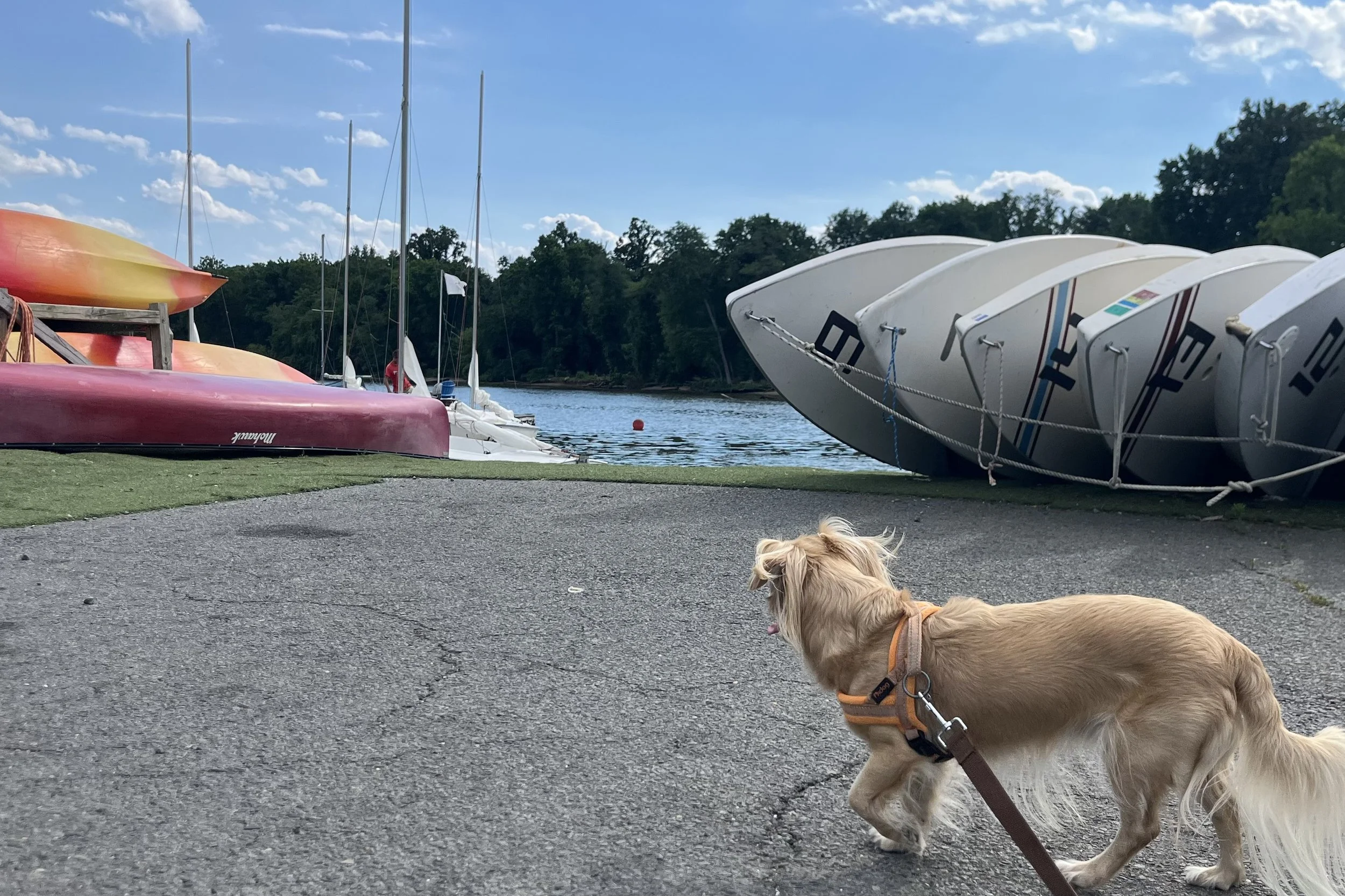 Alt Text: Small dog exploring Belle Haven Marina with sailboats, kayaks, and Potomac River views near Dyke Marsh in Alexandria, Virginia.