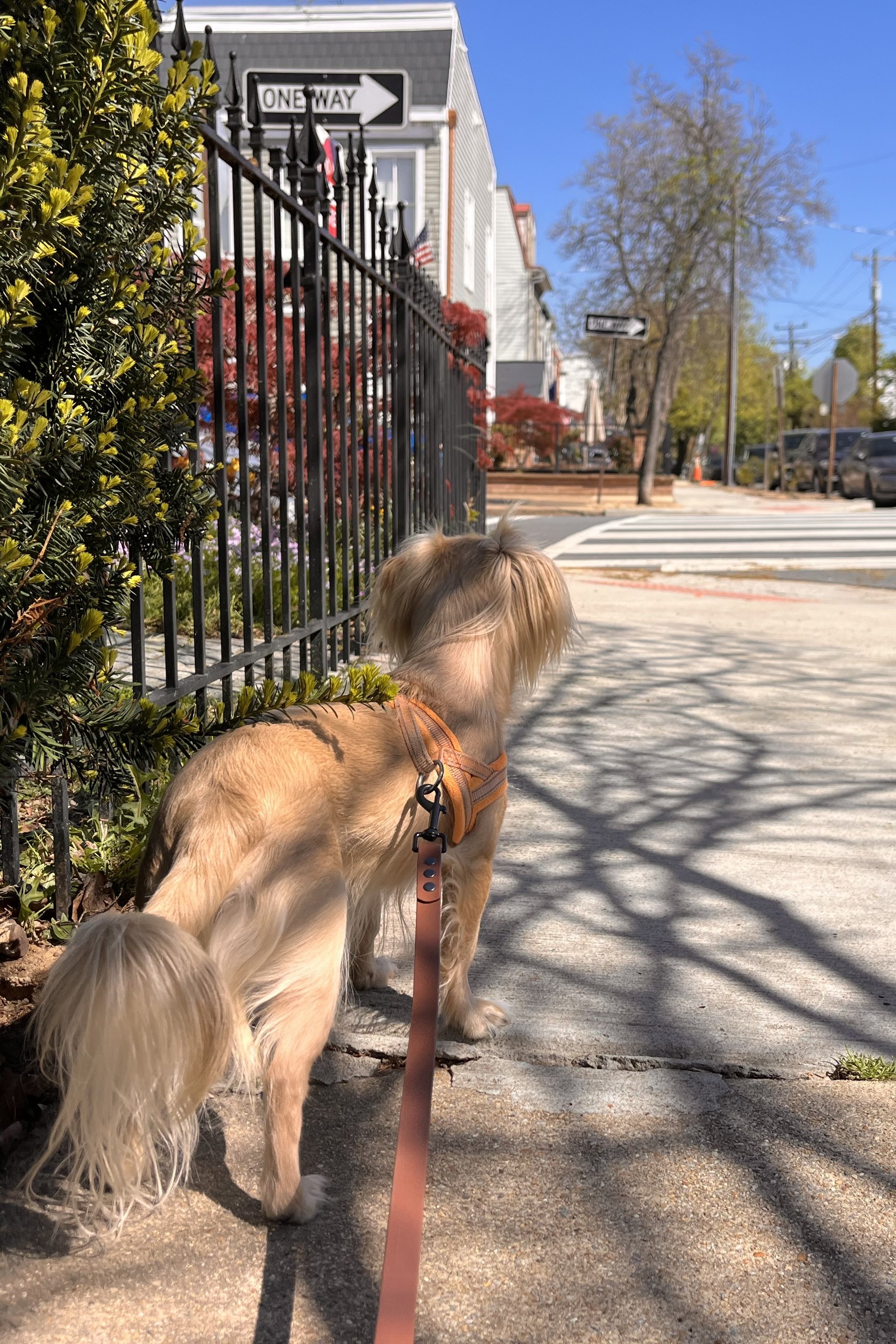 Small tan dog standing near a sidewalk corner and crosswalk in a residential neighborhood.