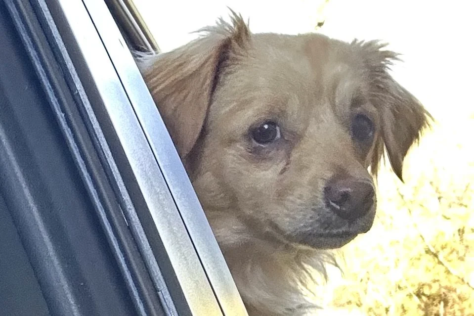 Small tan dog looking out car window with ears blowing in the wind during a drive