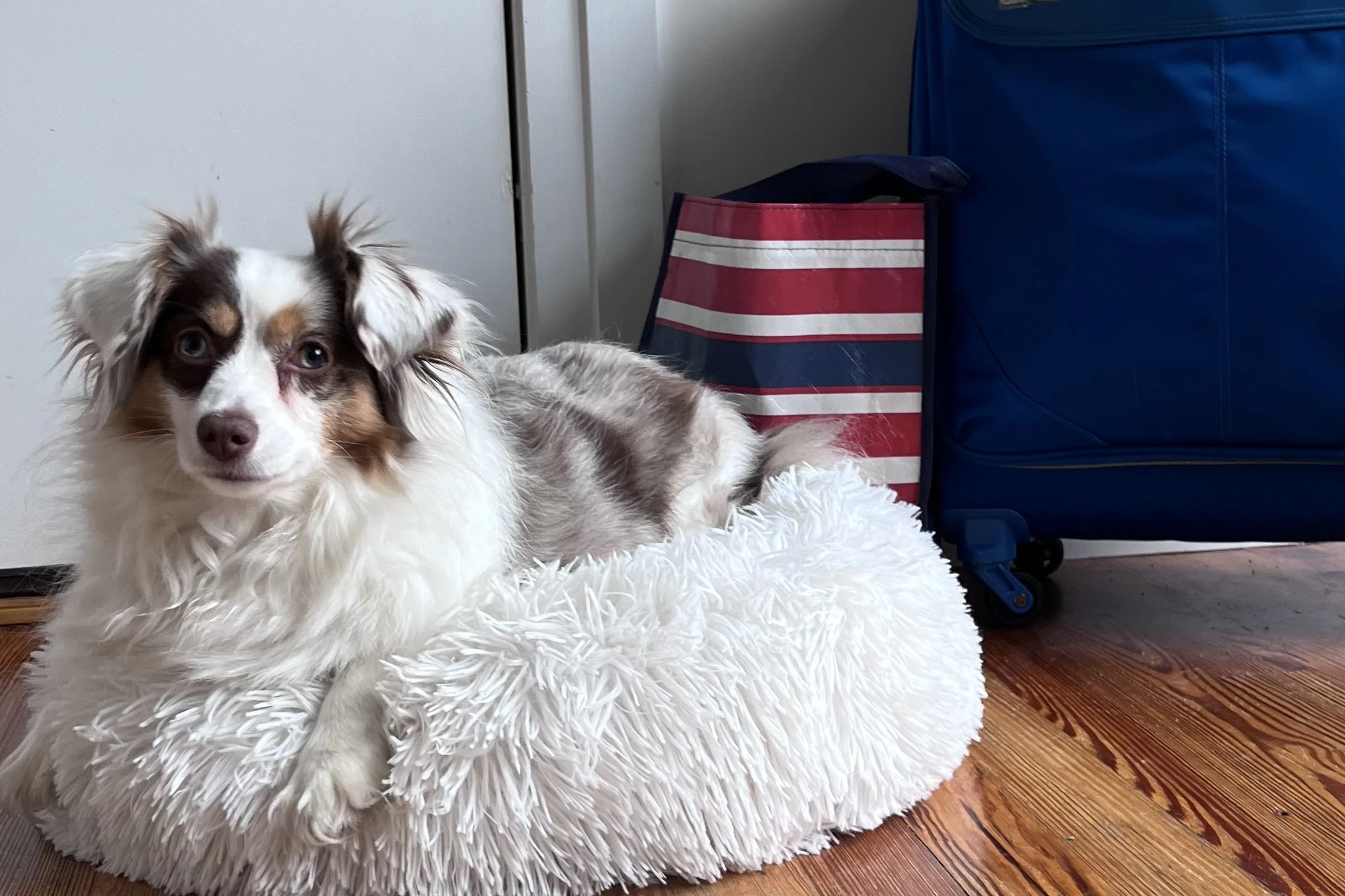 Small white and brown dog resting on a fluffy white bed beside packed luggage, calm and settled during departure day preparations.