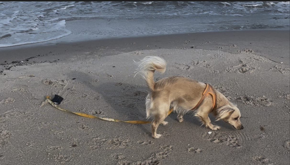 Small golden dog sniffing the sand near the shoreline in Cape Charles, exploring calmly on a loose leash.