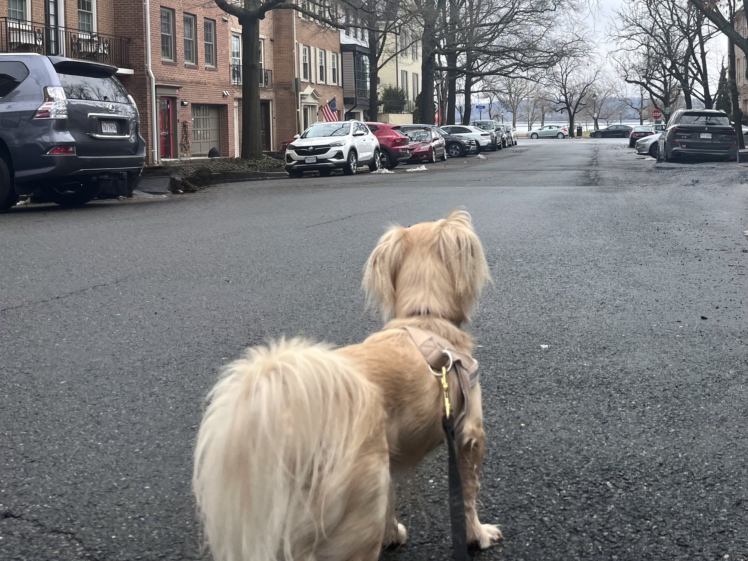 Small dog standing on a quiet residential street in Old Town Alexandria with clear sightlines toward the waterfront.