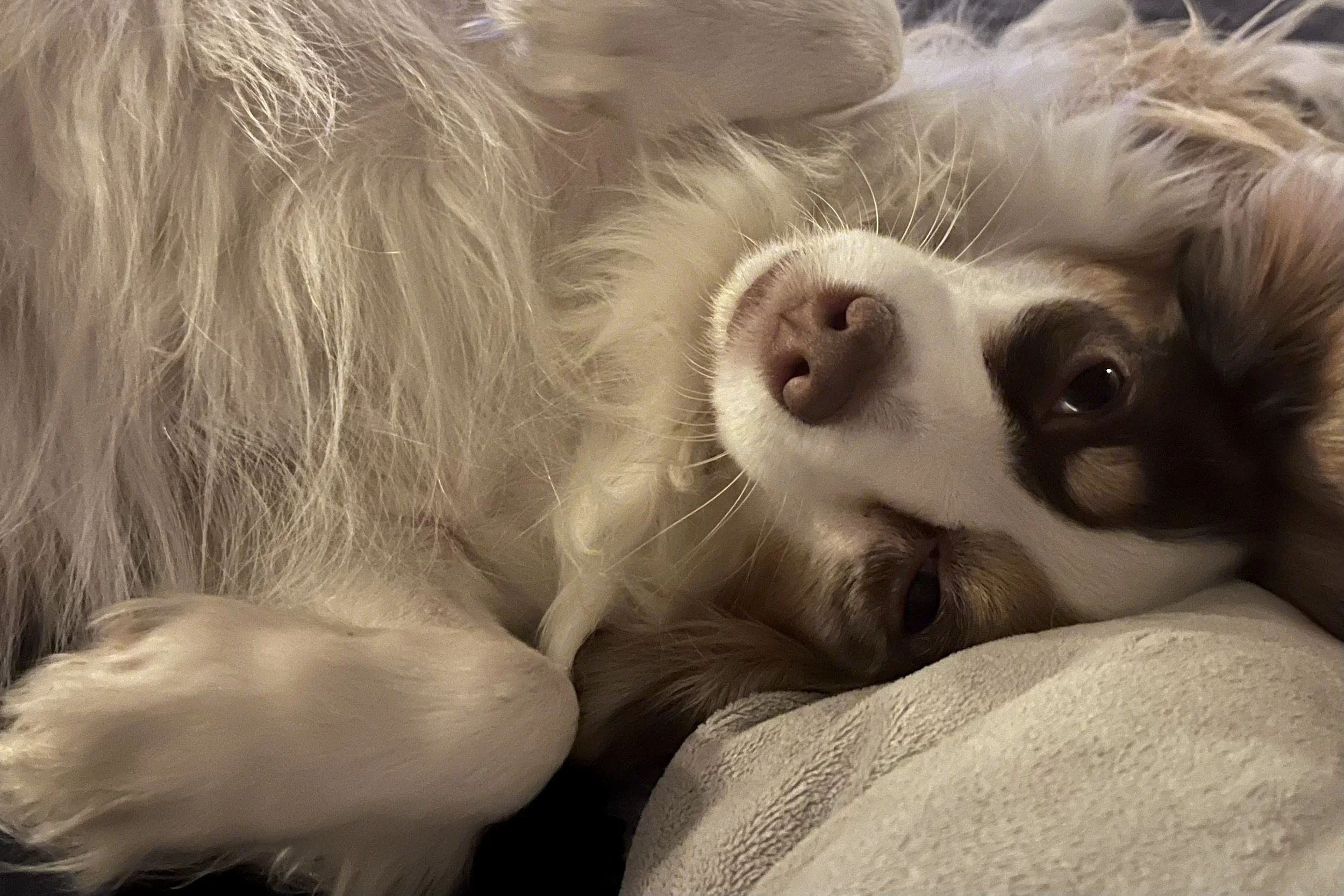 Small dog lying on its back on a couch, relaxed and comfortable, fully settled in a new space.