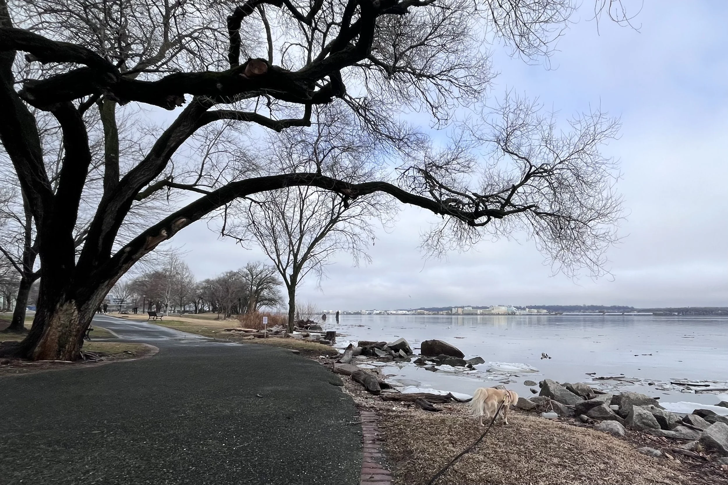 Dog walking along a quiet waterfront path in Old Town Alexandria with open views, shoreline access, and minimal foot traffic.