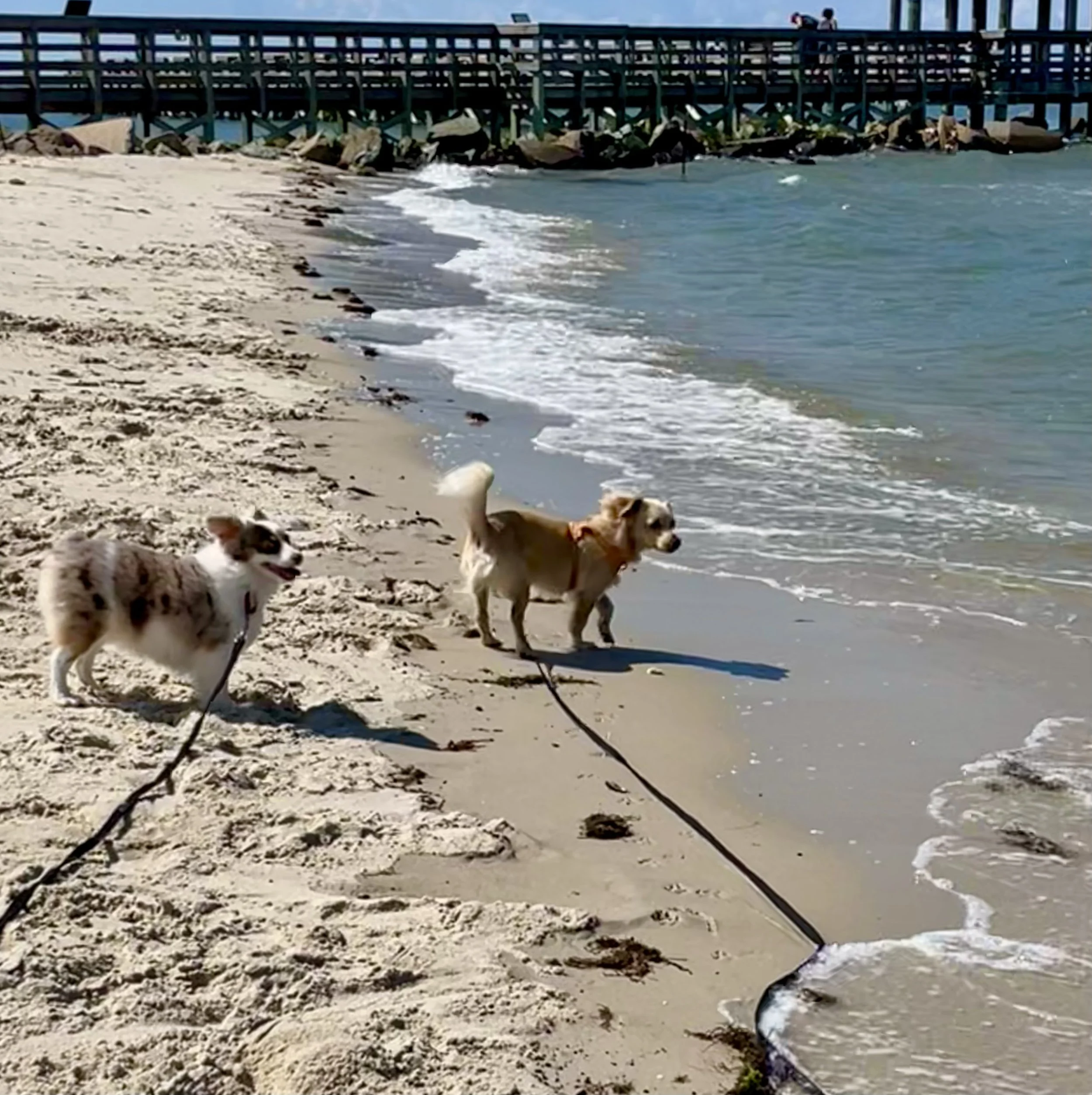 Two small dogs standing in shallow water at the beach, facing the ocean with leashes attached.