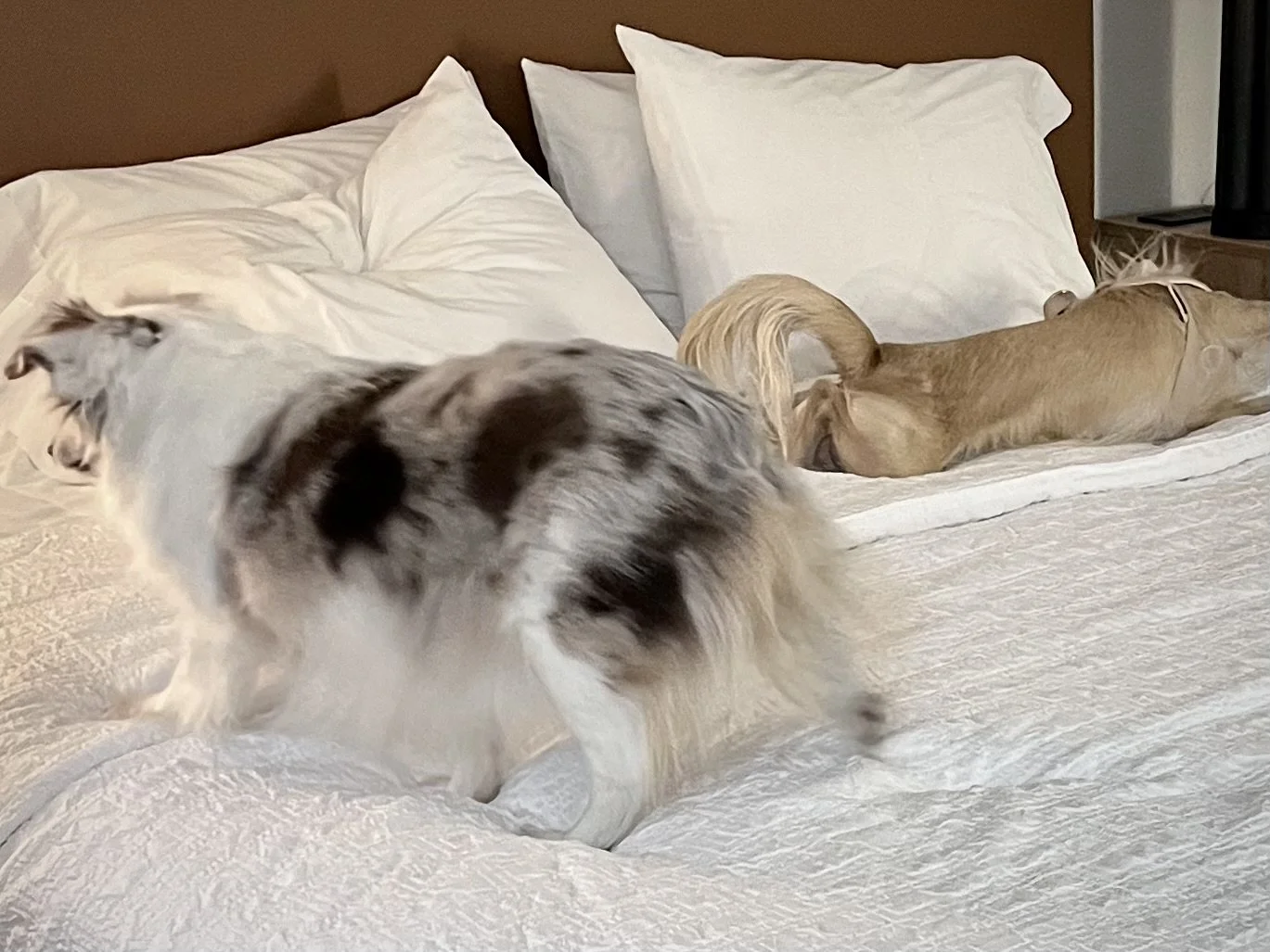 Two small dogs on a hotel bed during travel, one pacing and one lying still, showing restlessness and difficulty settling in a new environment.