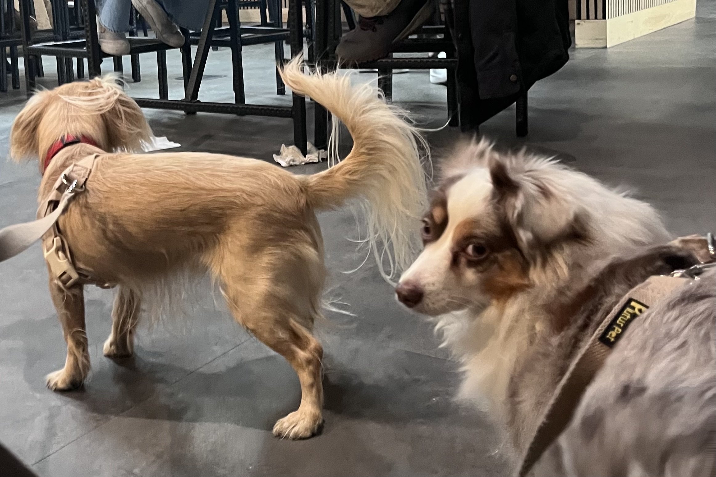 Two small dogs standing on a smooth indoor floor in a café or shop while people sit and move around them.