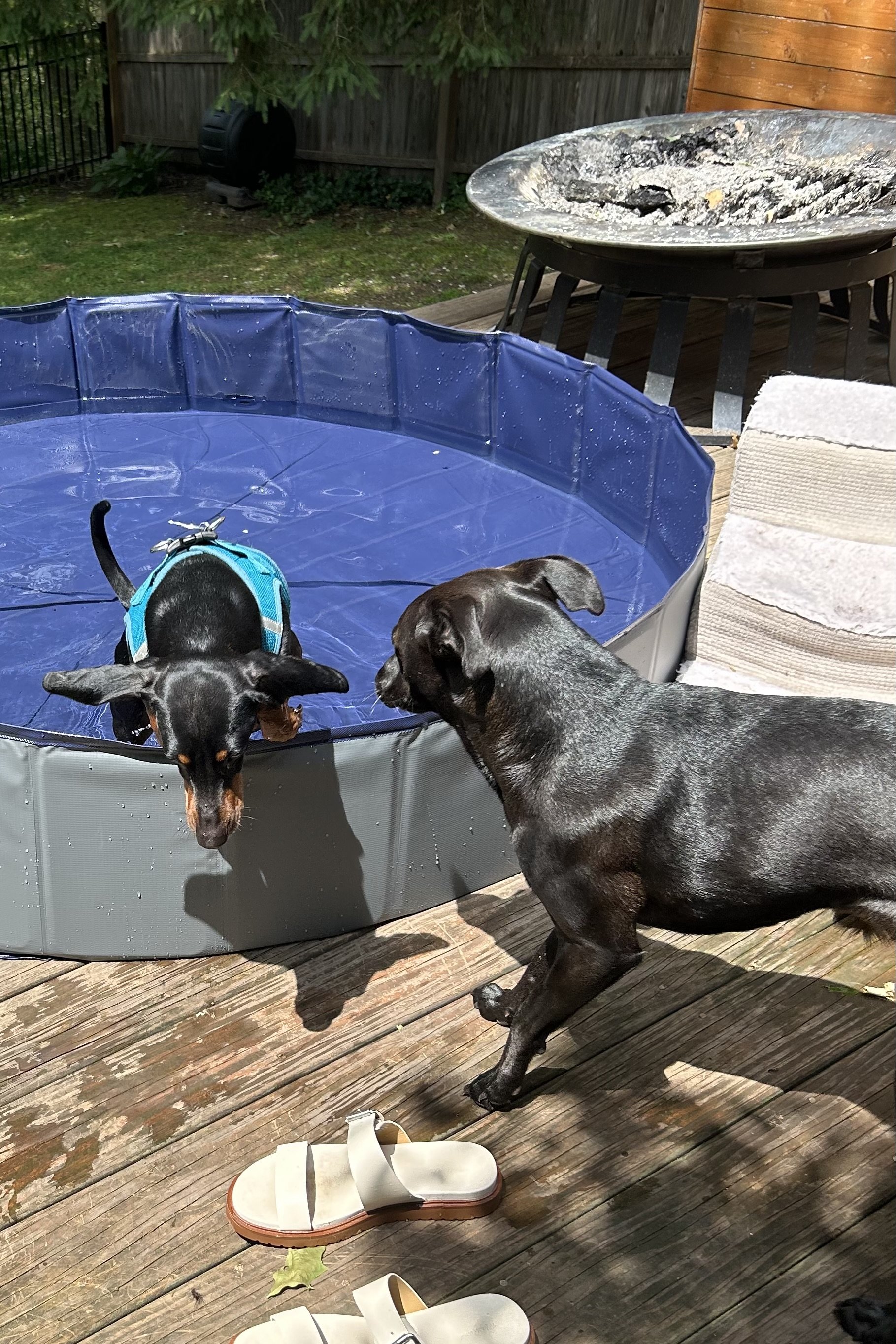 Two dogs standing around a shallow blue kiddie pool on a shaded backyard deck during a hot summer afternoon.
