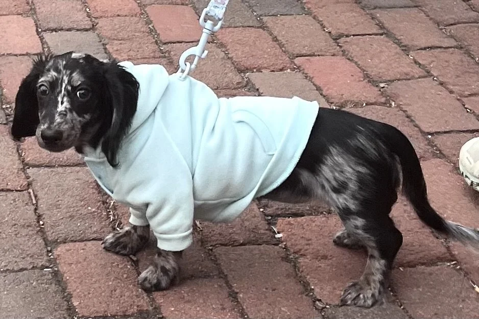Small dachshund in a sweater standing on a brick sidewalk in Old Town Alexandria during a city walk.