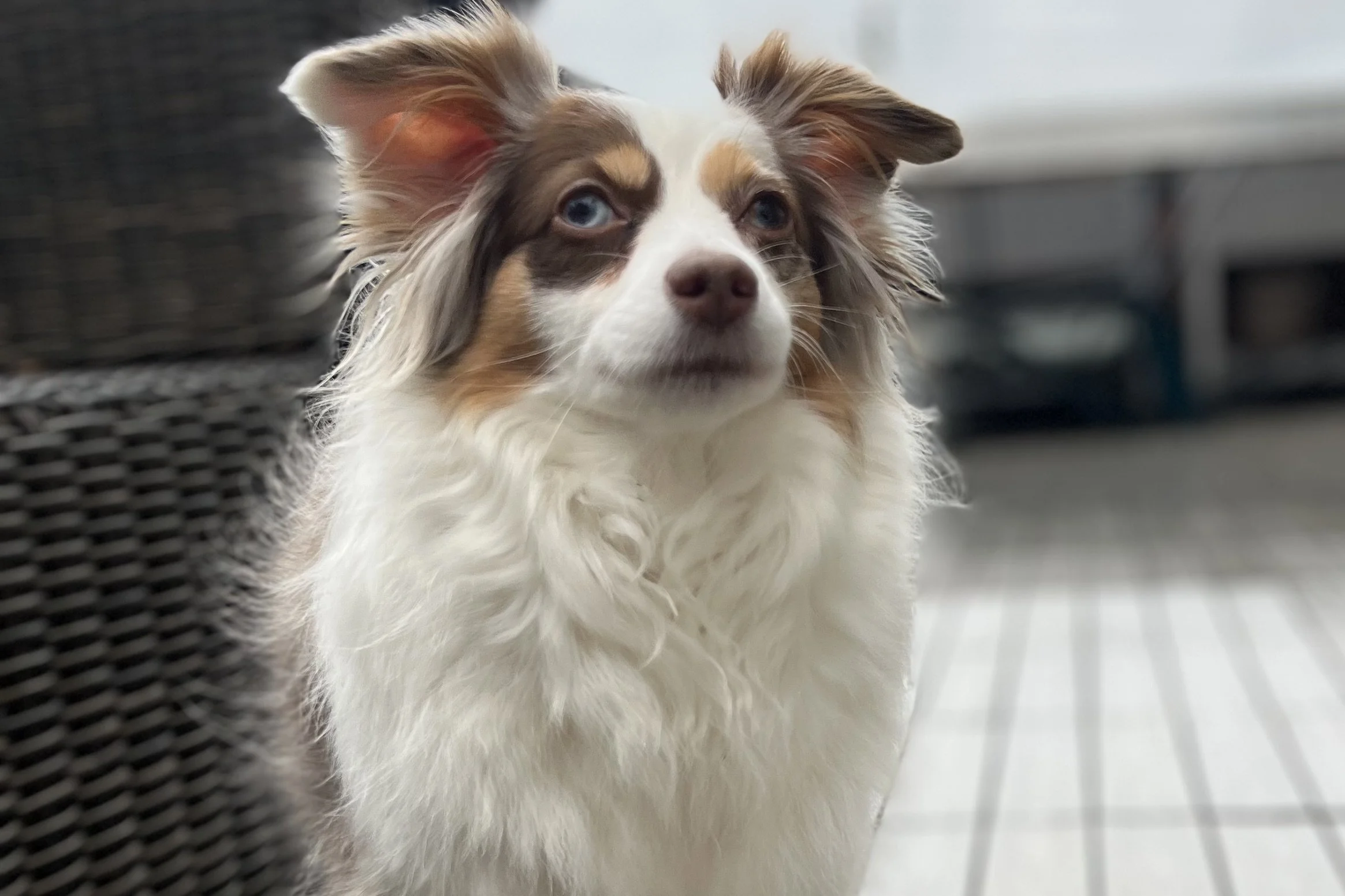 Small dog standing still on a wooden deck, looking alert and slightly uncertain while observing a new environment