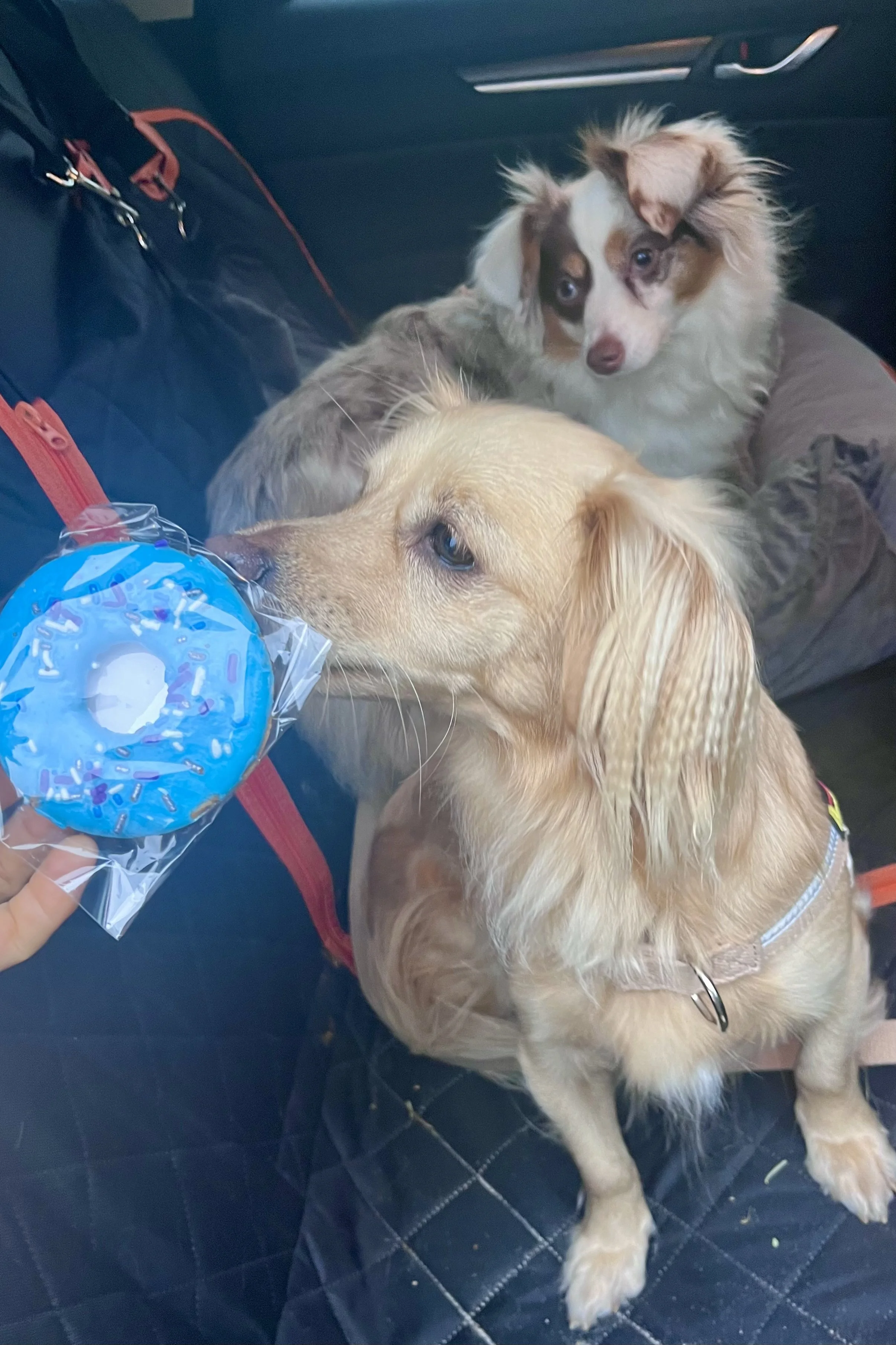 Two dogs sitting in the back seat of a car during a road trip, one sniffing a blue dog donut treat.