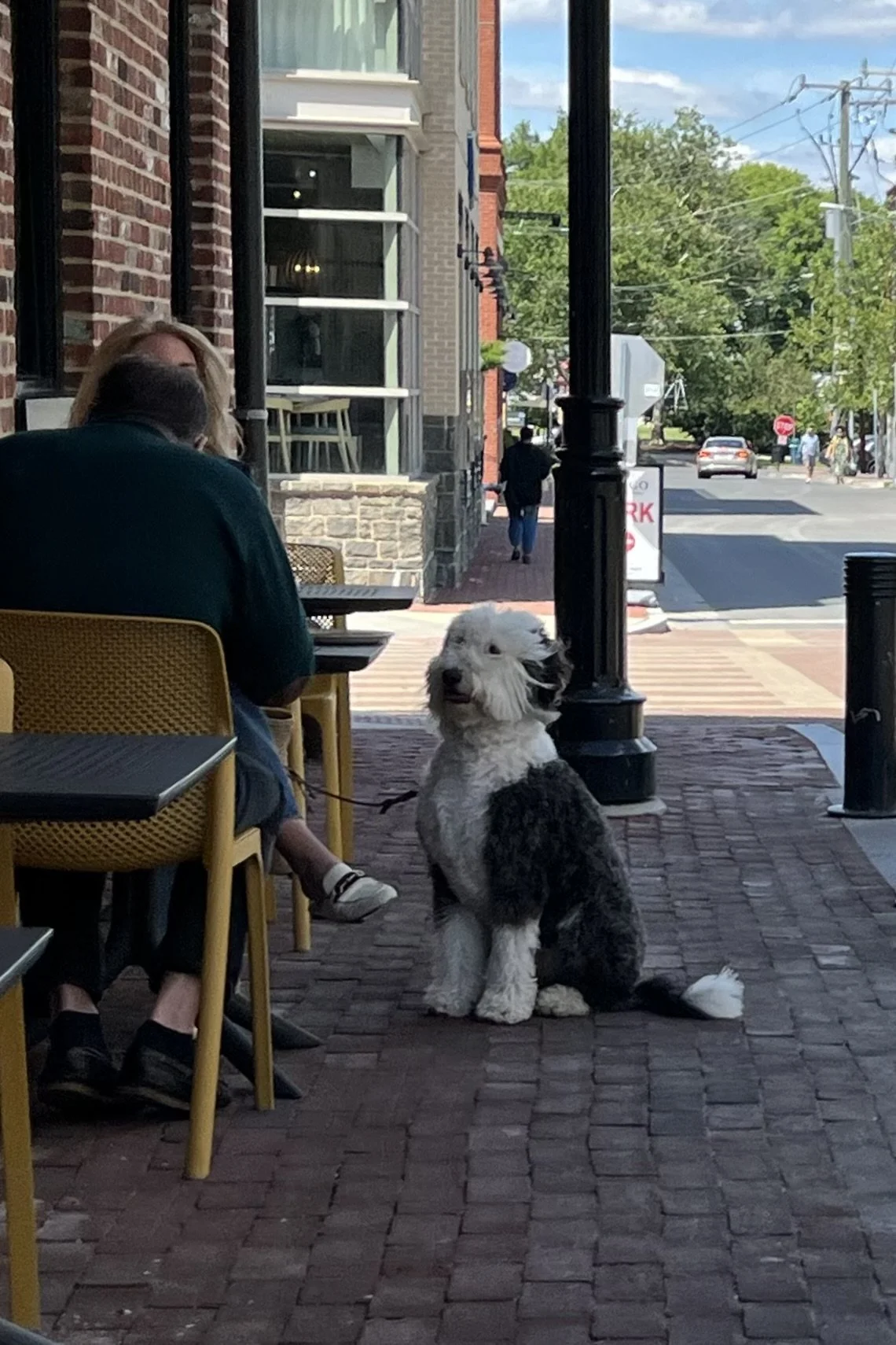 Dog sitting beside an outdoor restaurant patio along a brick sidewalk in Old Town Alexandria.