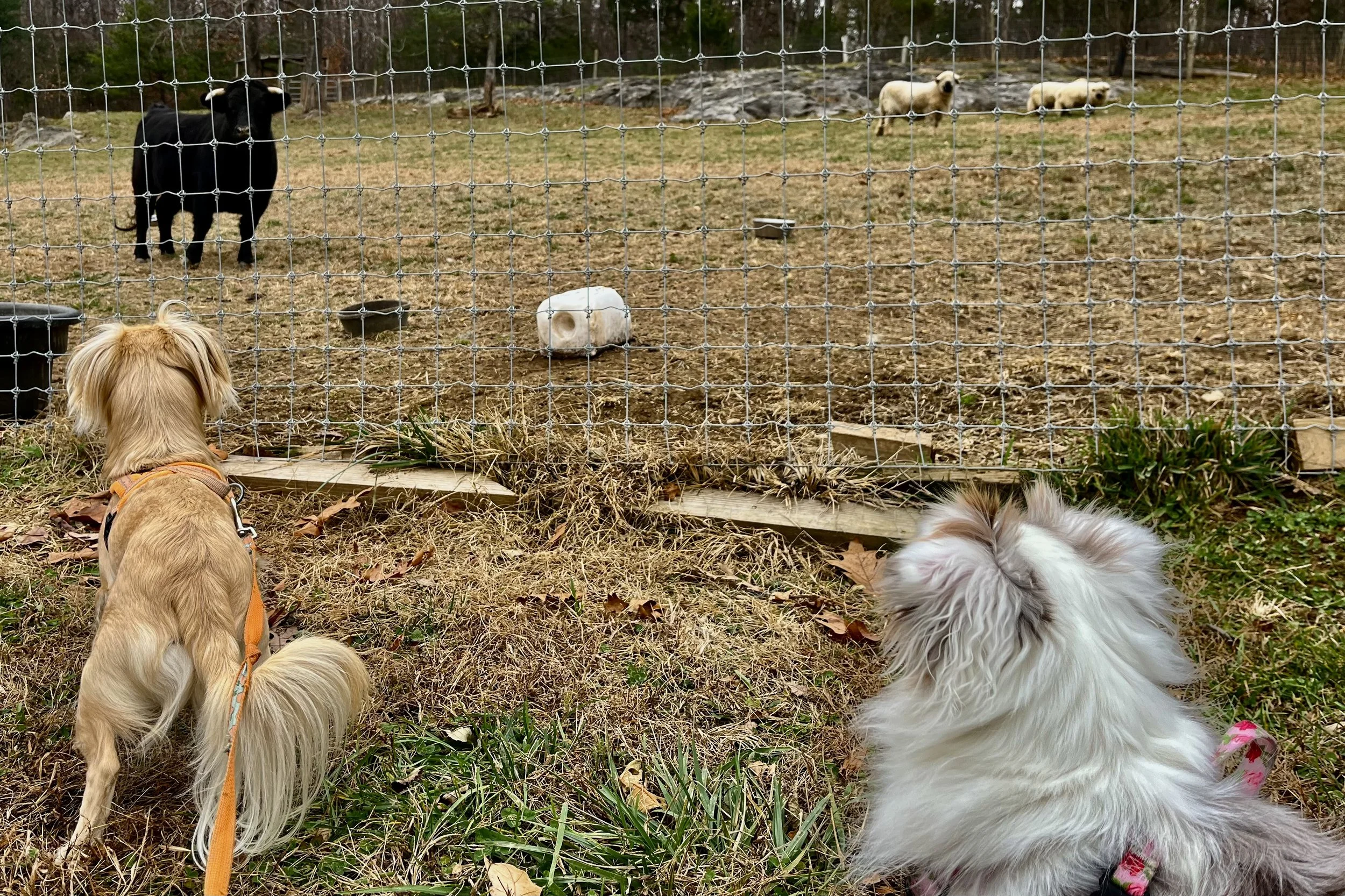 Two small dogs on leash watching sheep behind a fenced pasture at a lavender farm in Virginia’s Shenandoah Valley.