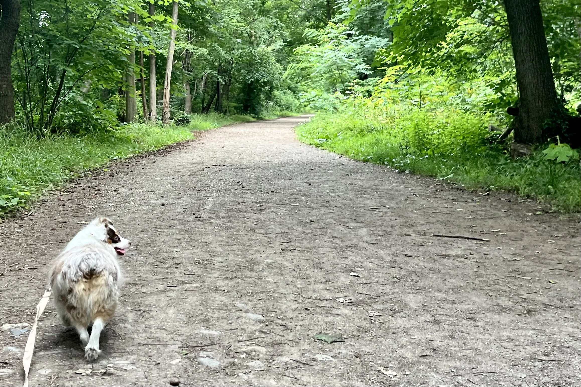 Small Australian Shepherd walking along a shaded gravel trail at Dyke Marsh Preserve beneath a dense green forest canopy.