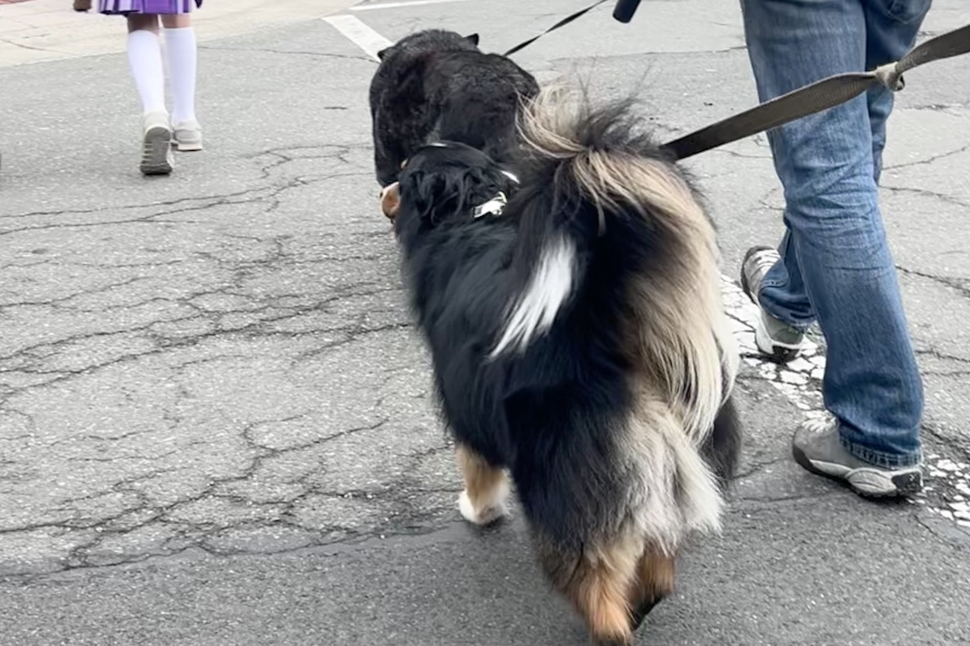 Dog walking along a busy street in Old Town Alexandria with pedestrians nearby, showing typical walking conditions