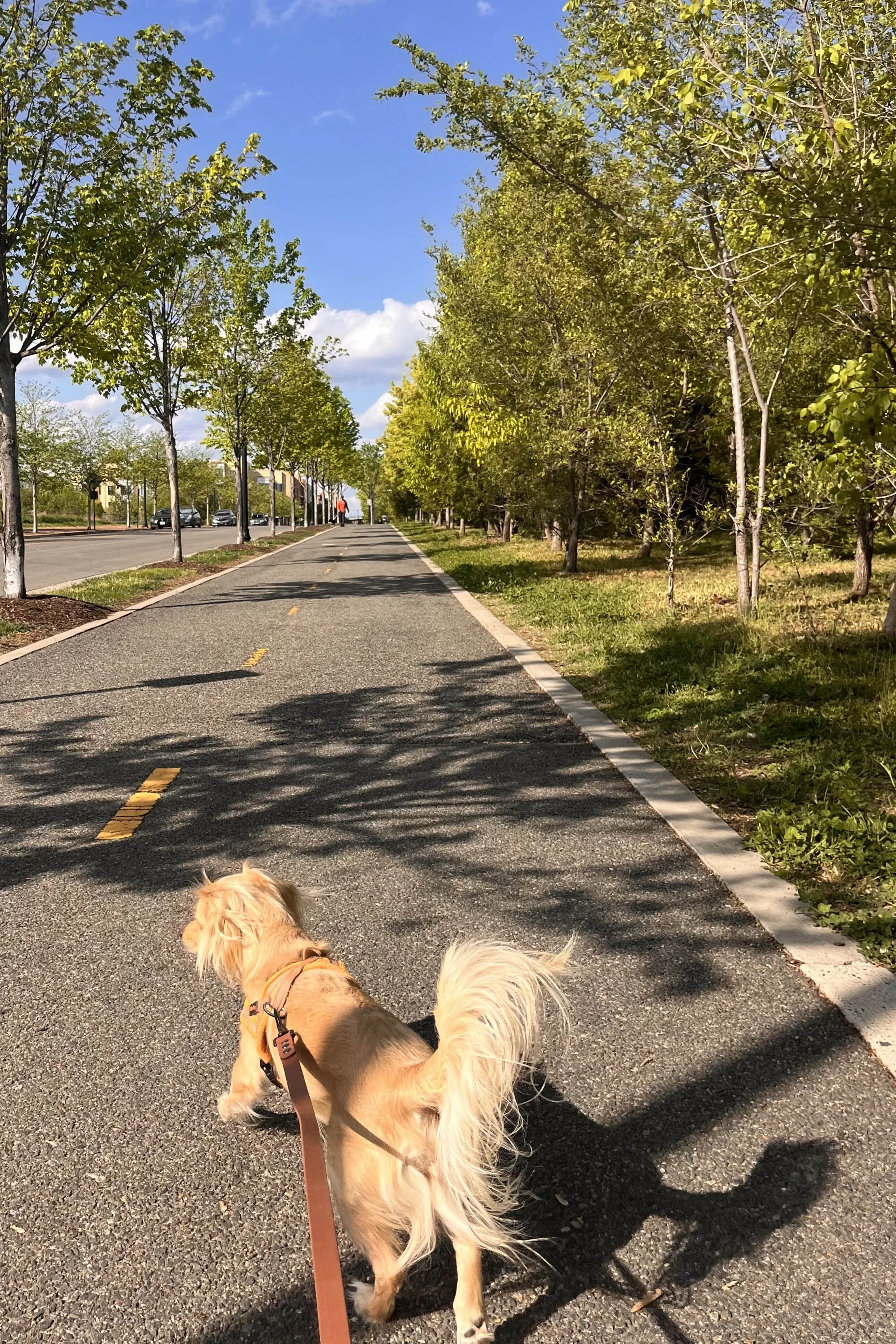 Small dog walking forward on a wide, straight paved trail lined with trees, showing depth and a clear path into the distance