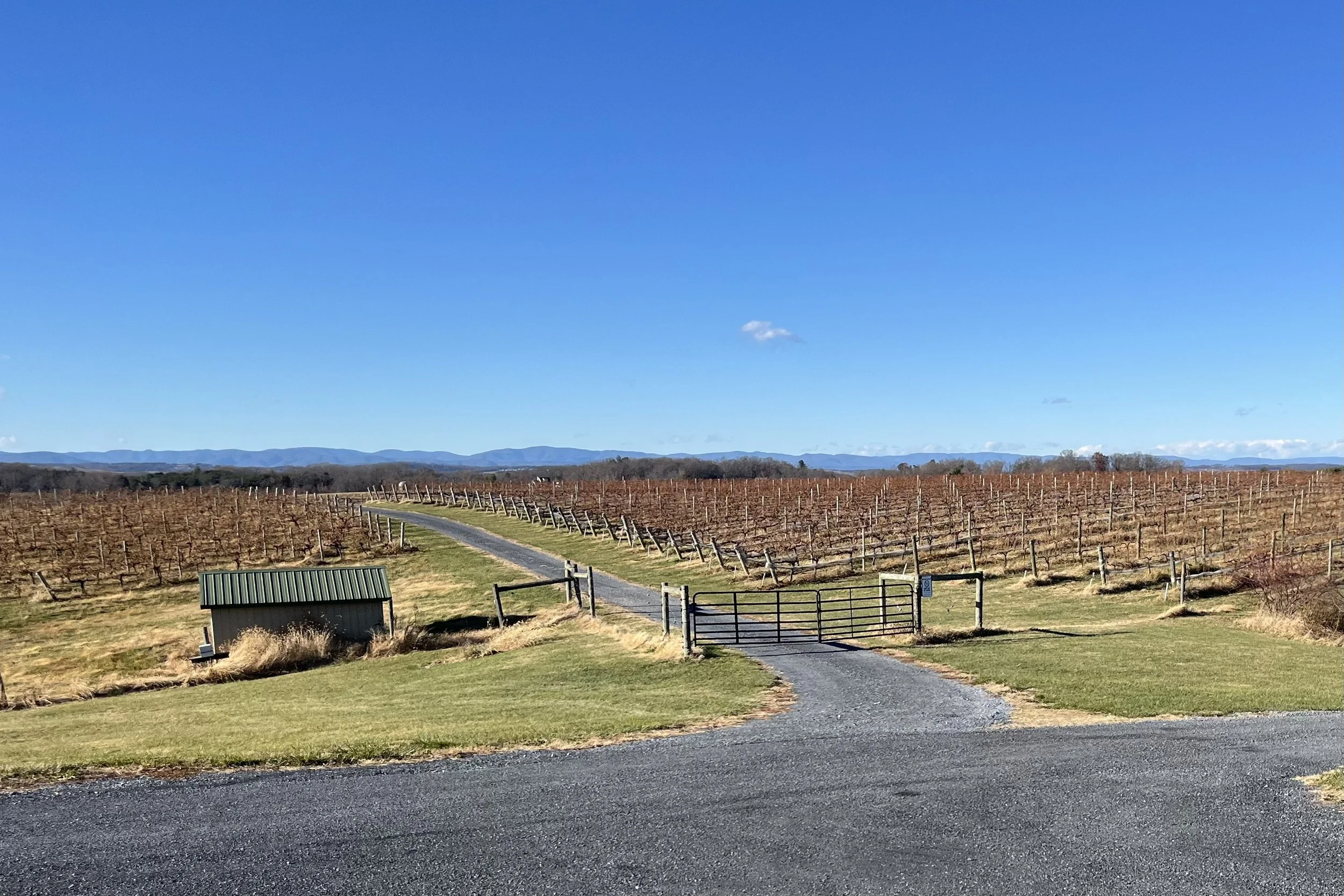 Rows of winter grapevines overlooking the Blue Ridge Mountains at Barren Ridge Vineyards near Staunton, Virginia.