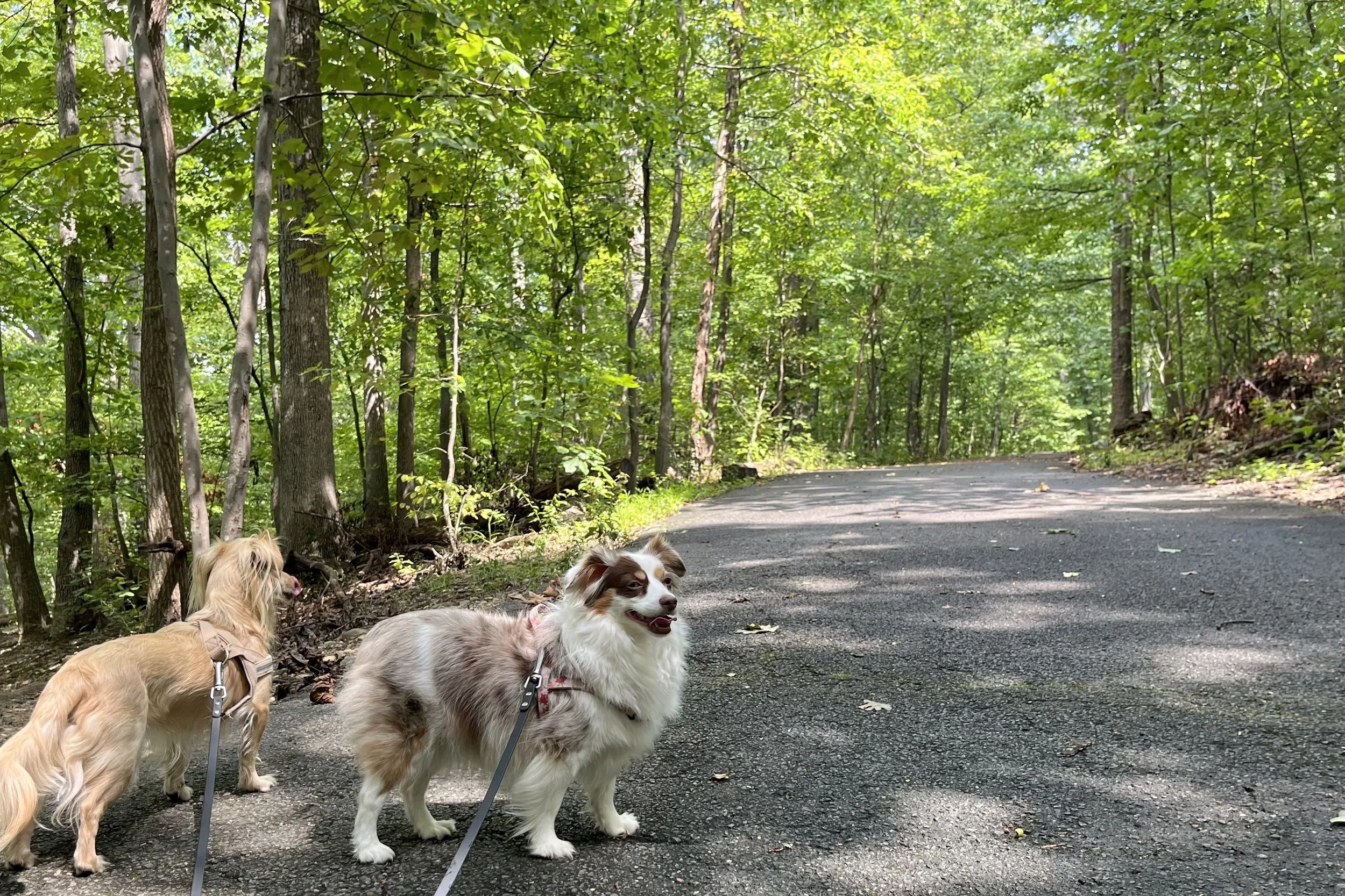Archie and Saydie standing on a wide, shaded path surrounded by trees at Glencarlyn Park.
