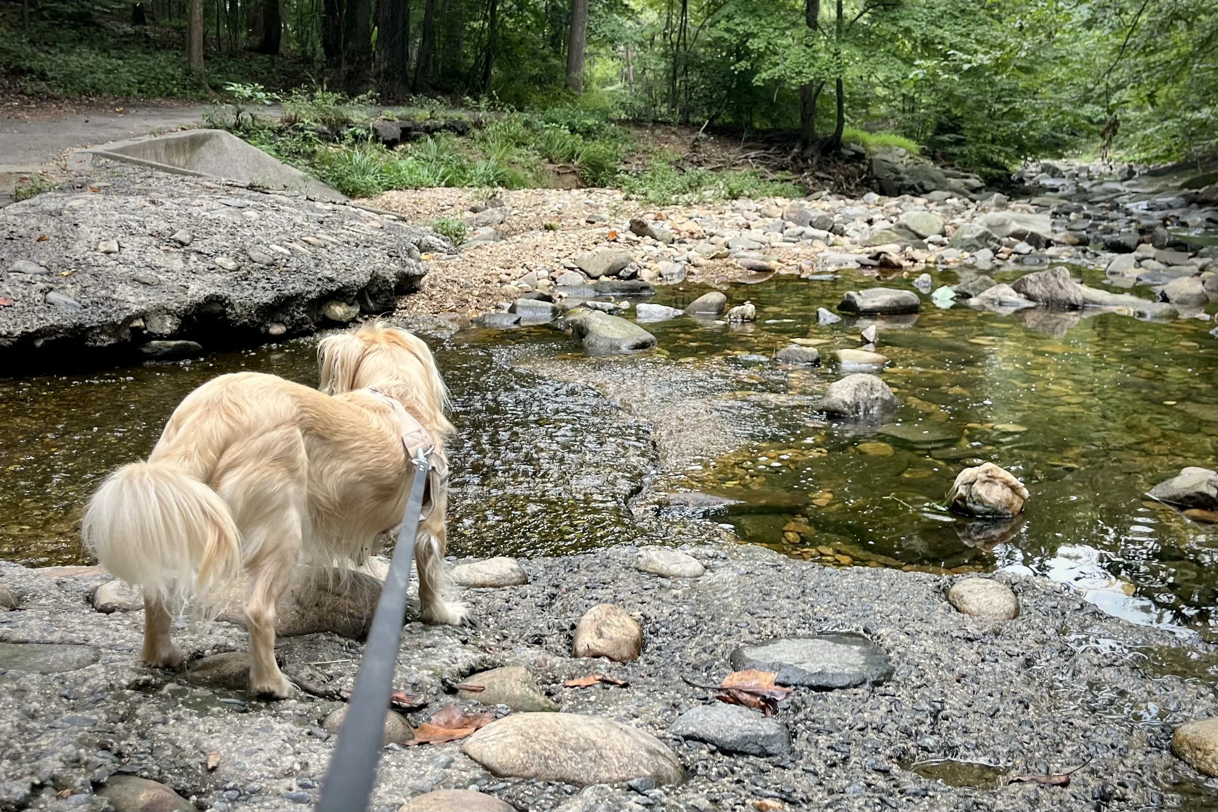Small cream-colored dog standing beside a shallow rocky stream beneath the trees at Glencarlyn Park in Arlington, Virginia.