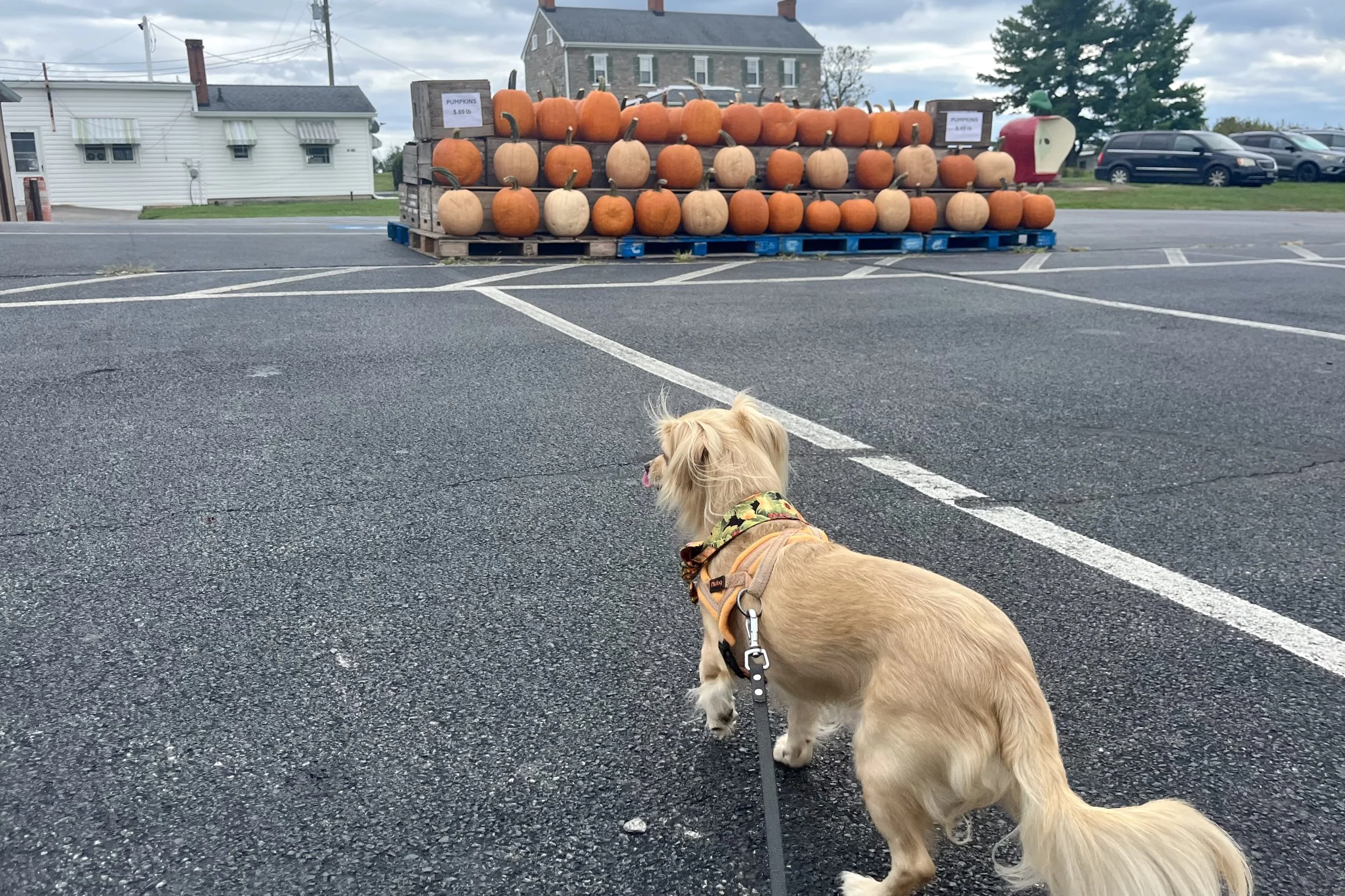 Archie walking toward a large outdoor pumpkin display at Marker-Miller Orchards in Winchester, Virginia.