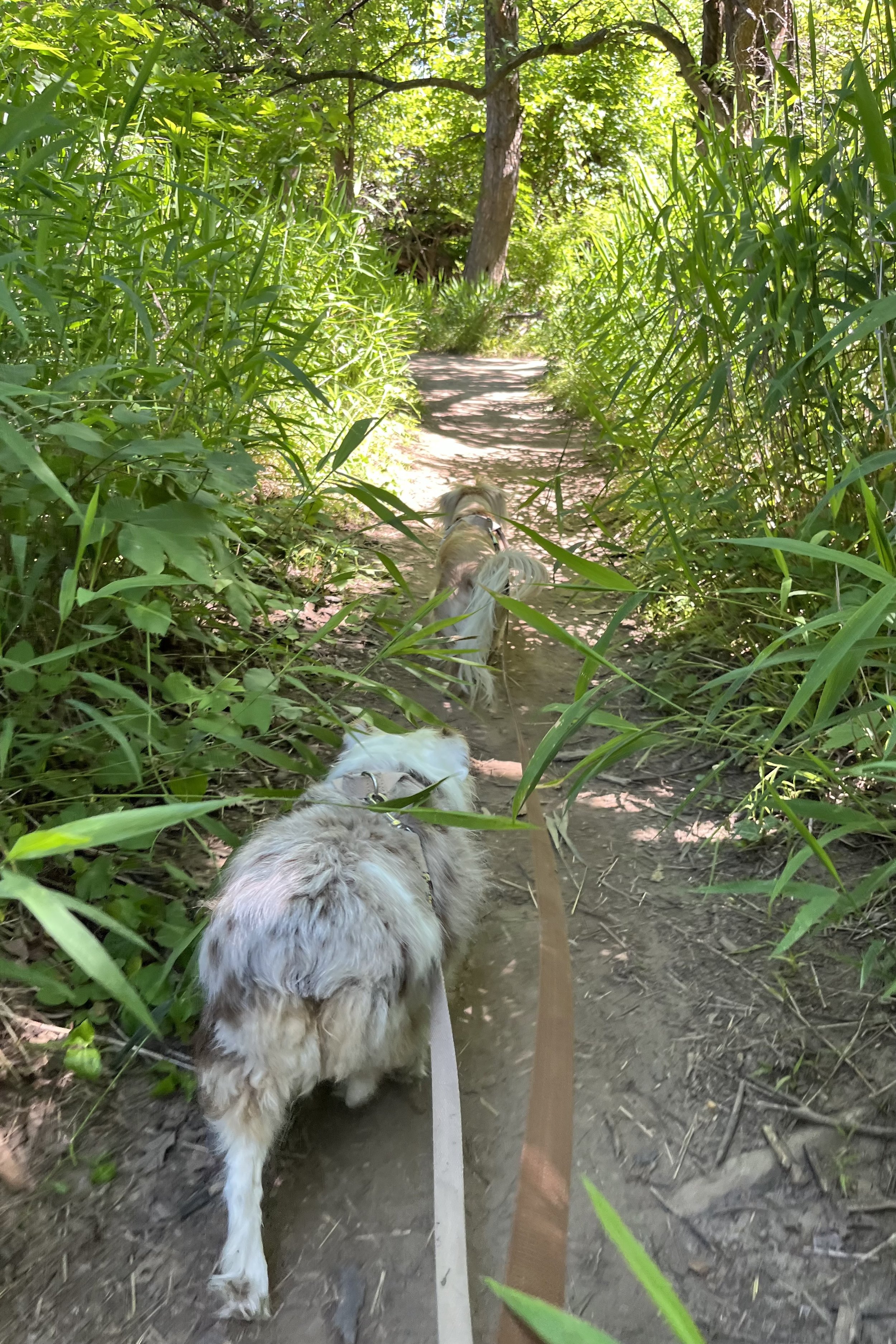 Archie and Saydie walking along a narrow dirt trail surrounded by tall green grass.