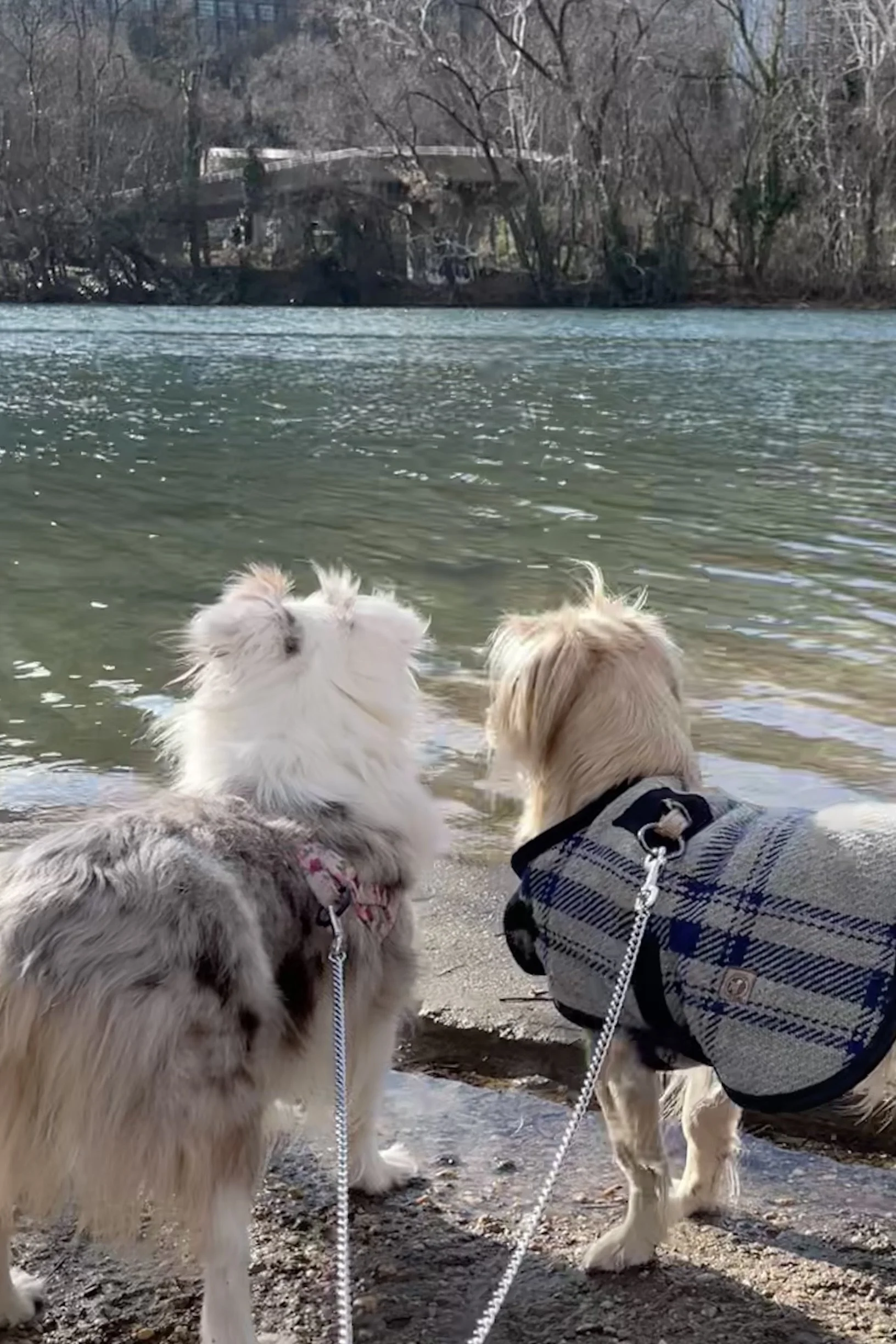 Archie and Saydie looking across the Potomac River from Theodore Roosevelt Island with the Washington, DC skyline in the background.