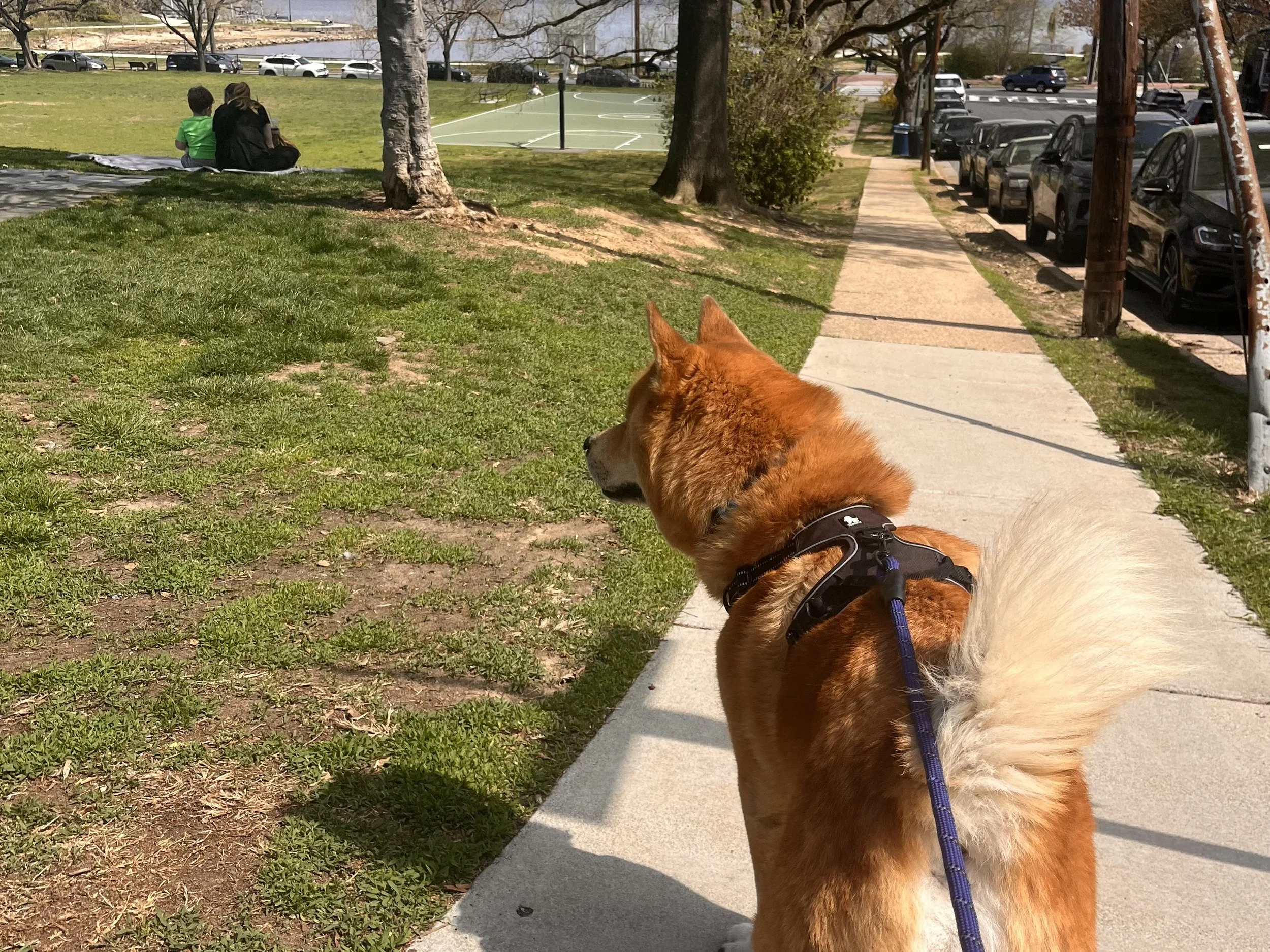 Dog on leash paused on a sidewalk next to a park, looking toward people and open space ahead.