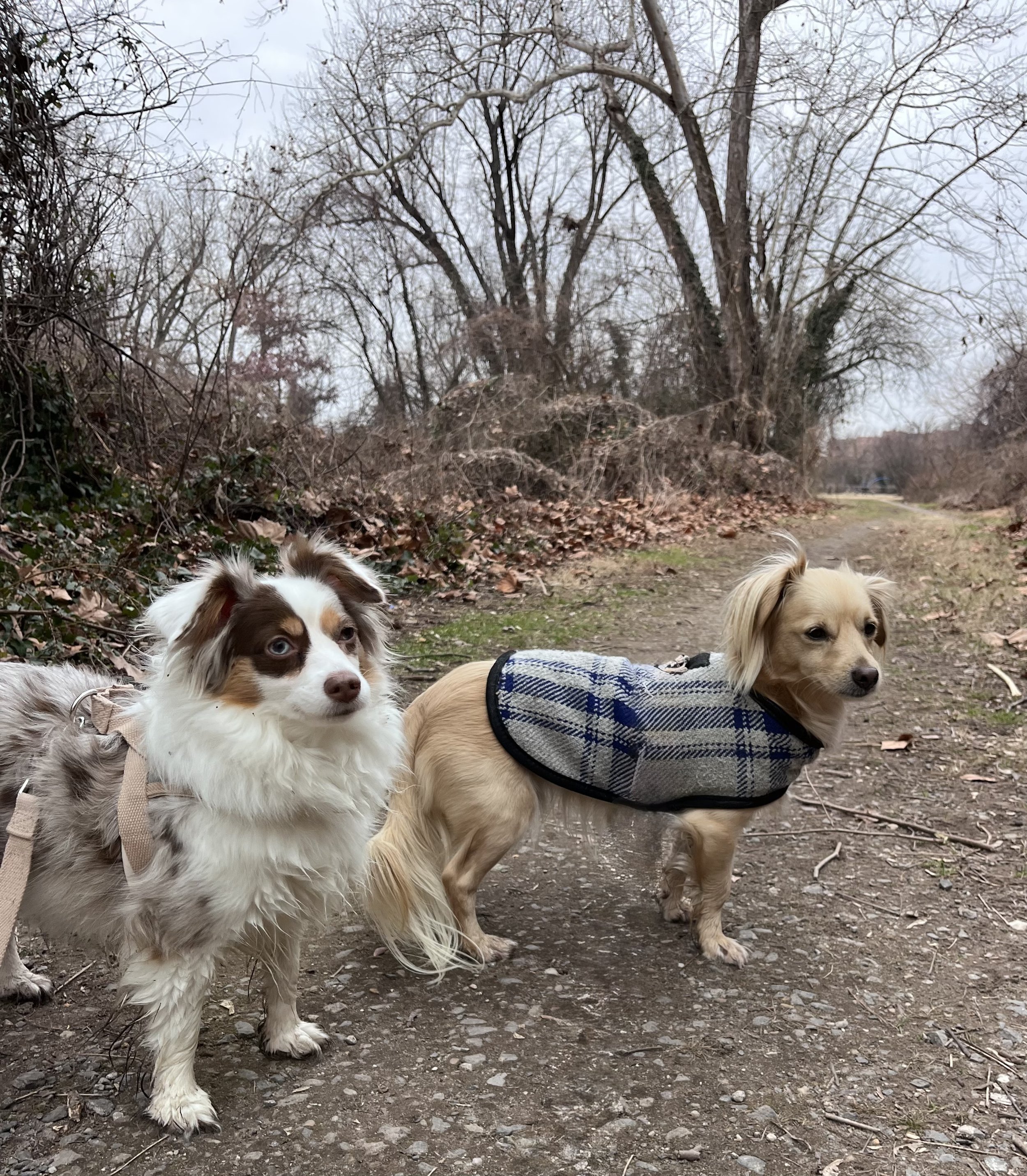 Two leashed dogs standing on a dirt walking path bordered by leafless trees near Jones Point Lighthouse during a winter walk.