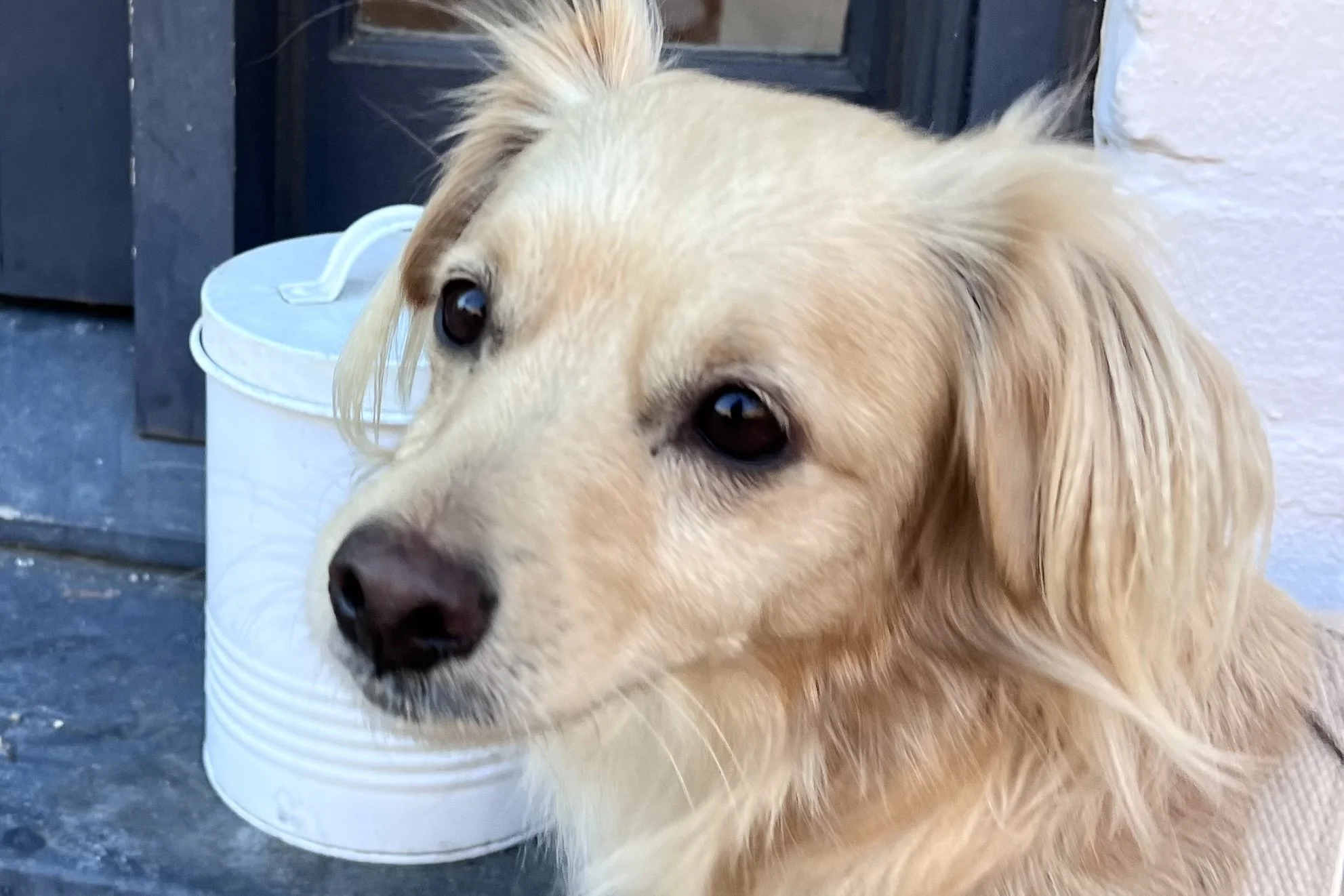 Dog waiting beside the biscuit tin outside a shop in Old Town Alexandria.