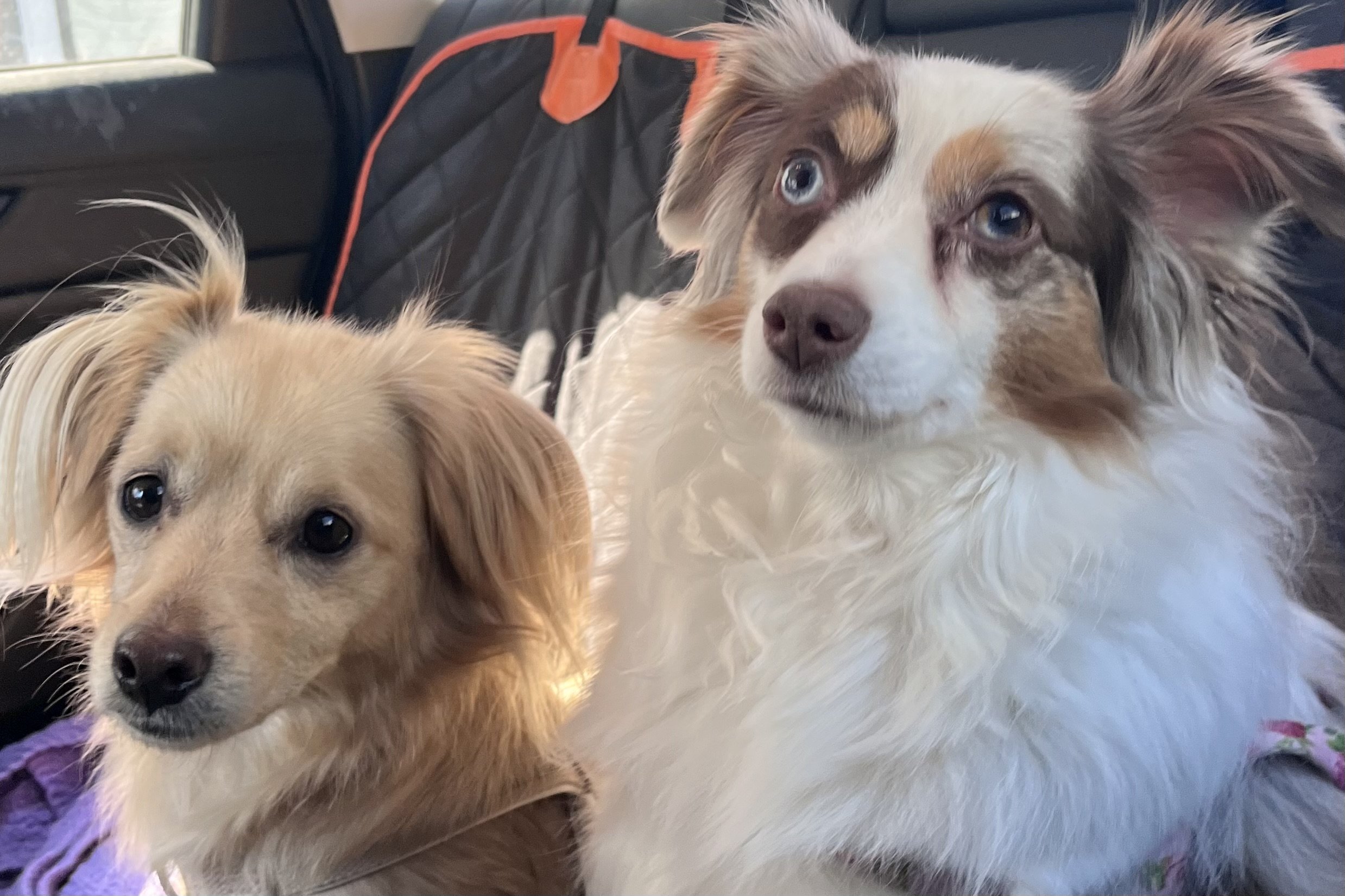 Two small dogs sitting upright in the backseat of a car, alert and watching surroundings