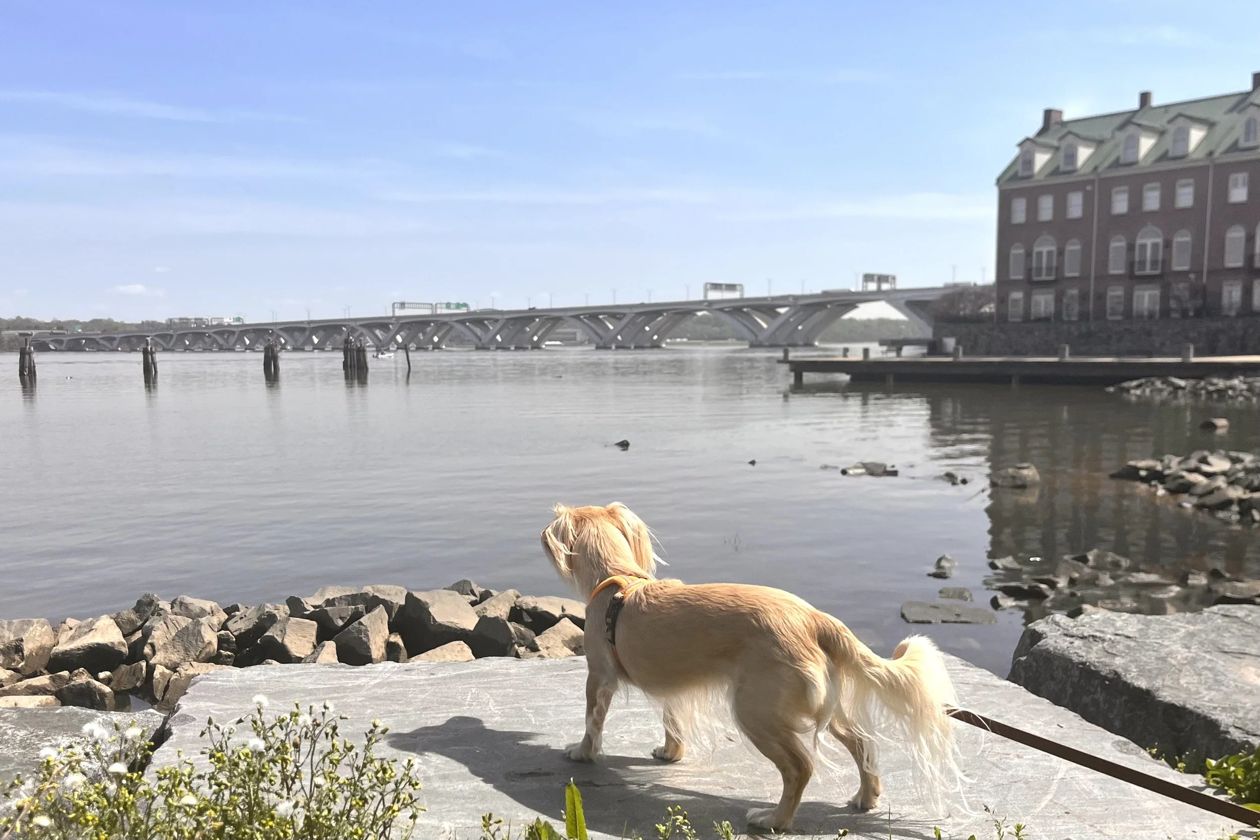 Small dog standing on a rock by the waterfront at Windmill Hill Park looking out over the water.