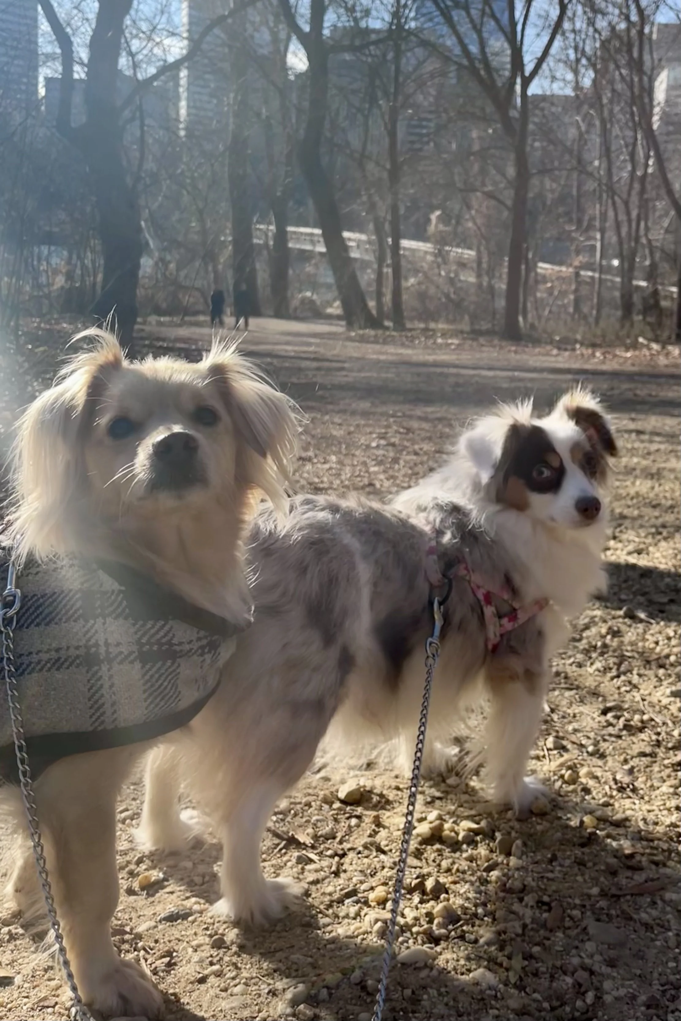 Two dogs on leash standing on a gravel trail on Theodore Roosevelt Island, with the footbridge visible through the trees.