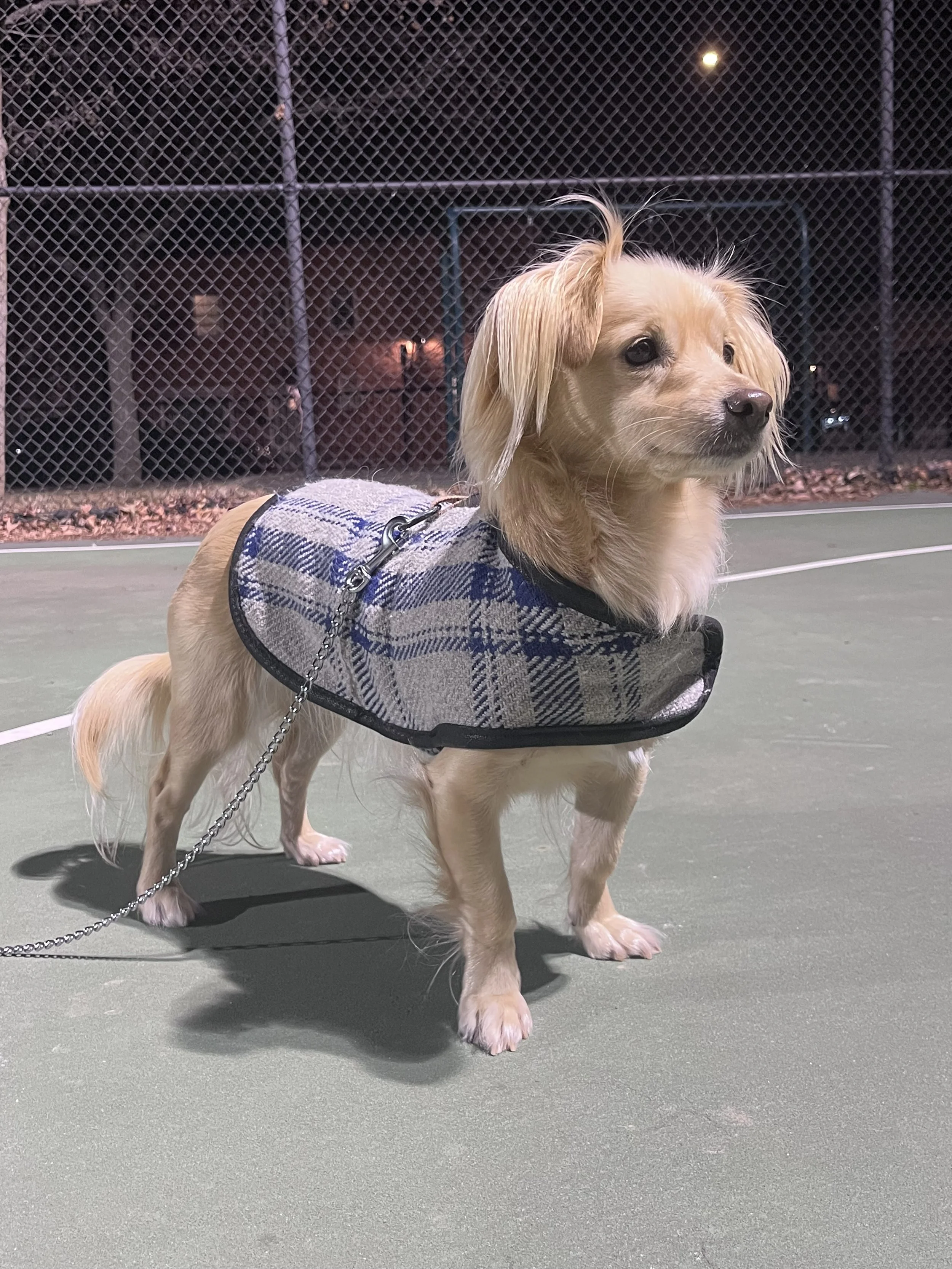 Plaid wool dog jacket with classic design and relaxed fit on a standing dog.