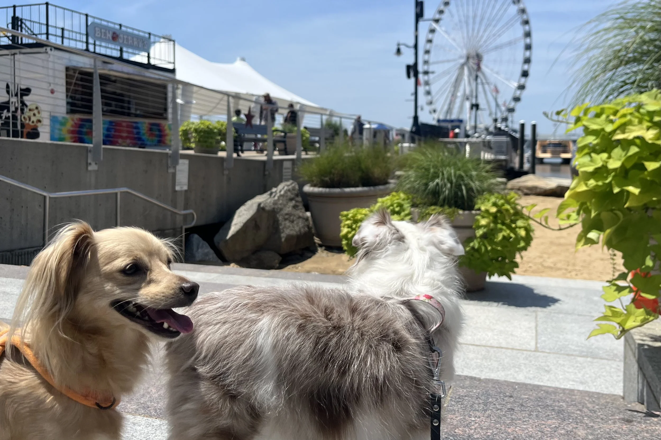 Archie and Saydie overlooking the National Harbor waterfront with the marina and Capital Wheel in the background.