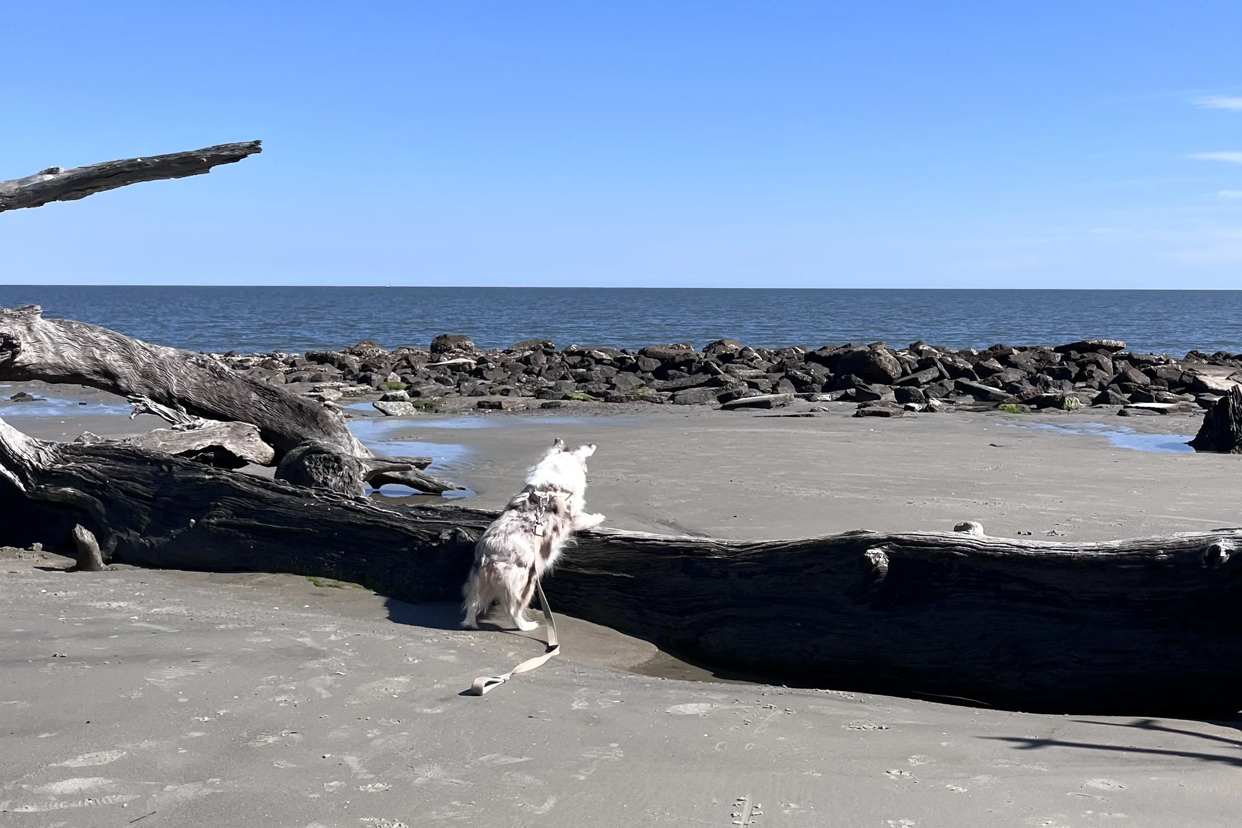 Saydie standing on a quiet sandy beach, looking out across the shoreline during a peaceful dog-friendly day trip.
