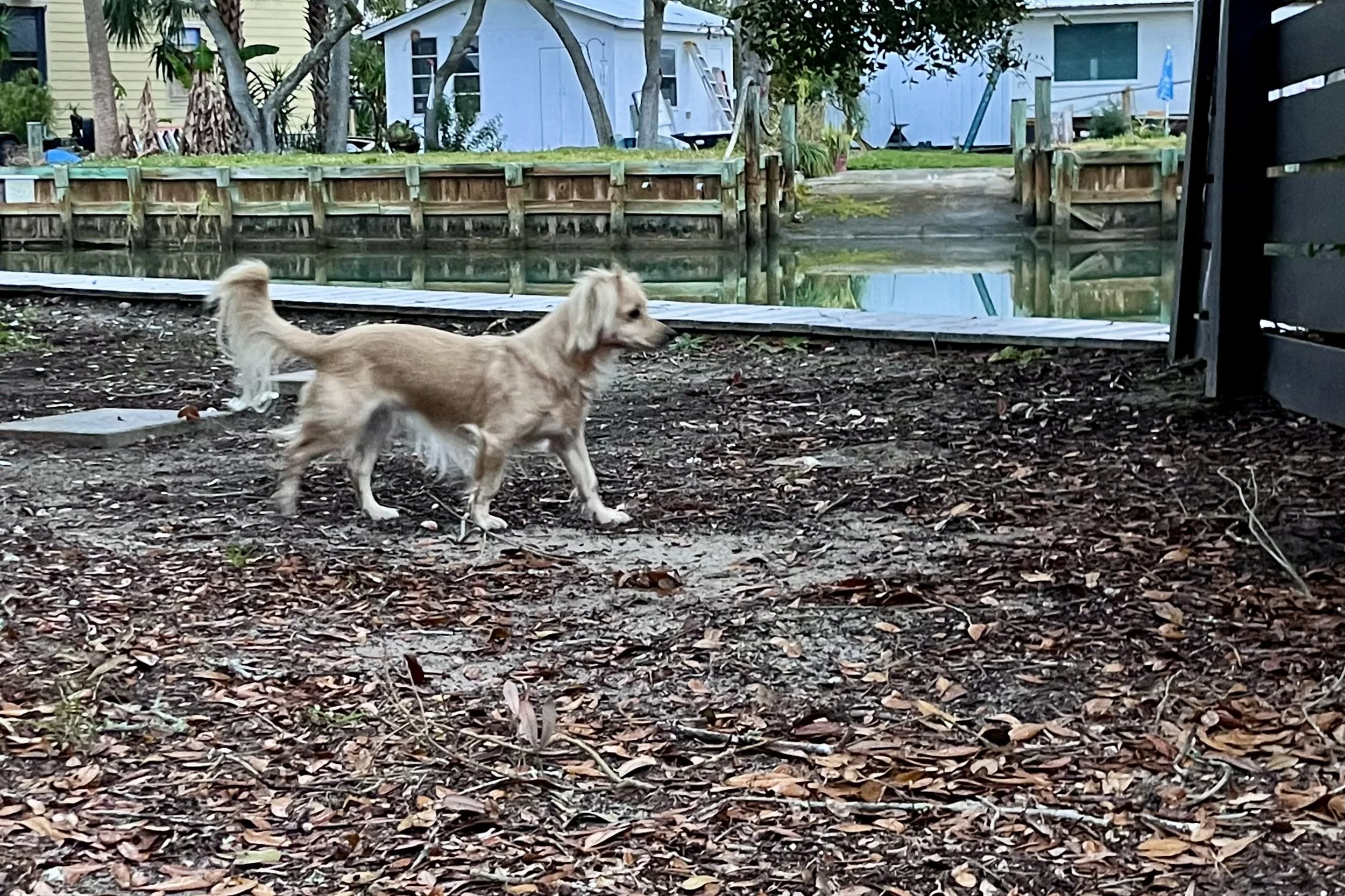 Small dog standing in a fenced backyard during travel, using quiet outdoor space to decompress in a new environment.