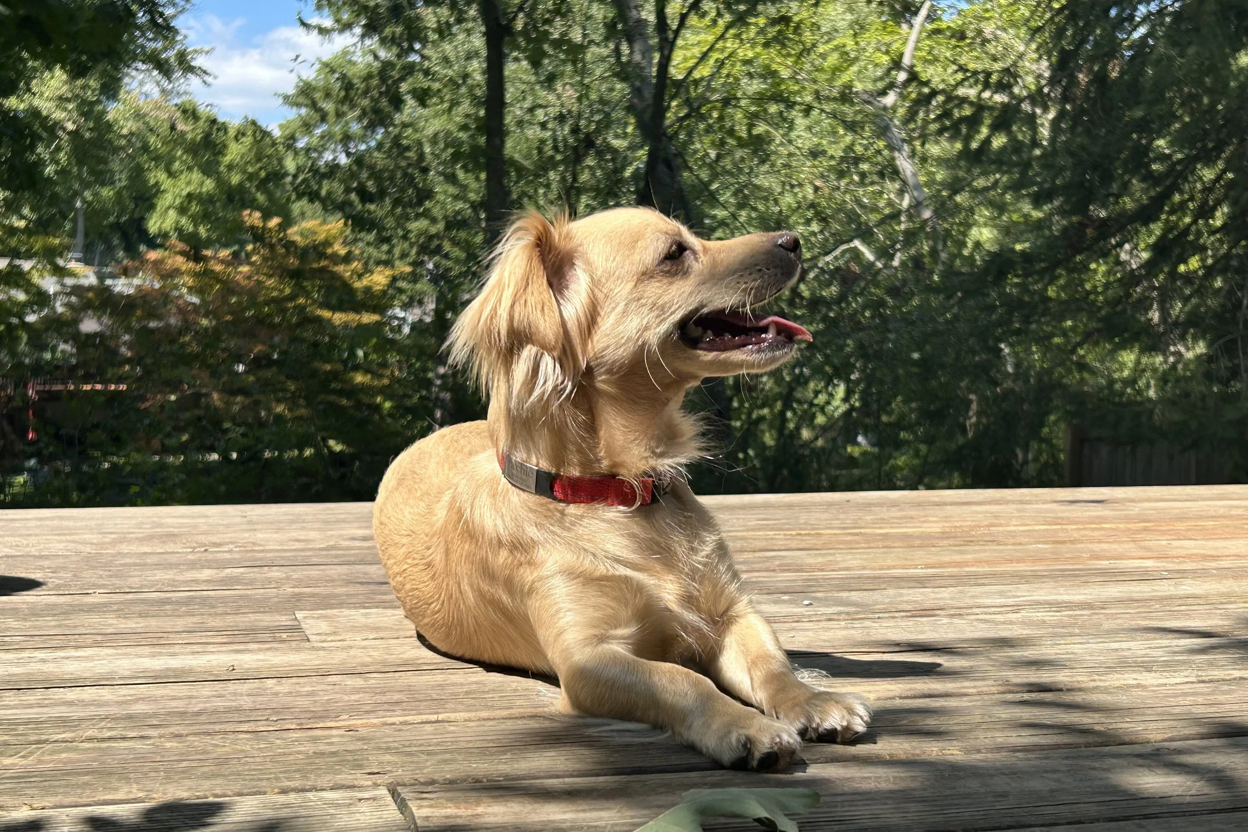 Small tan dog lying in direct afternoon sun on a wooden deck during hot summer weather, panting lightly while relaxing outdoors.