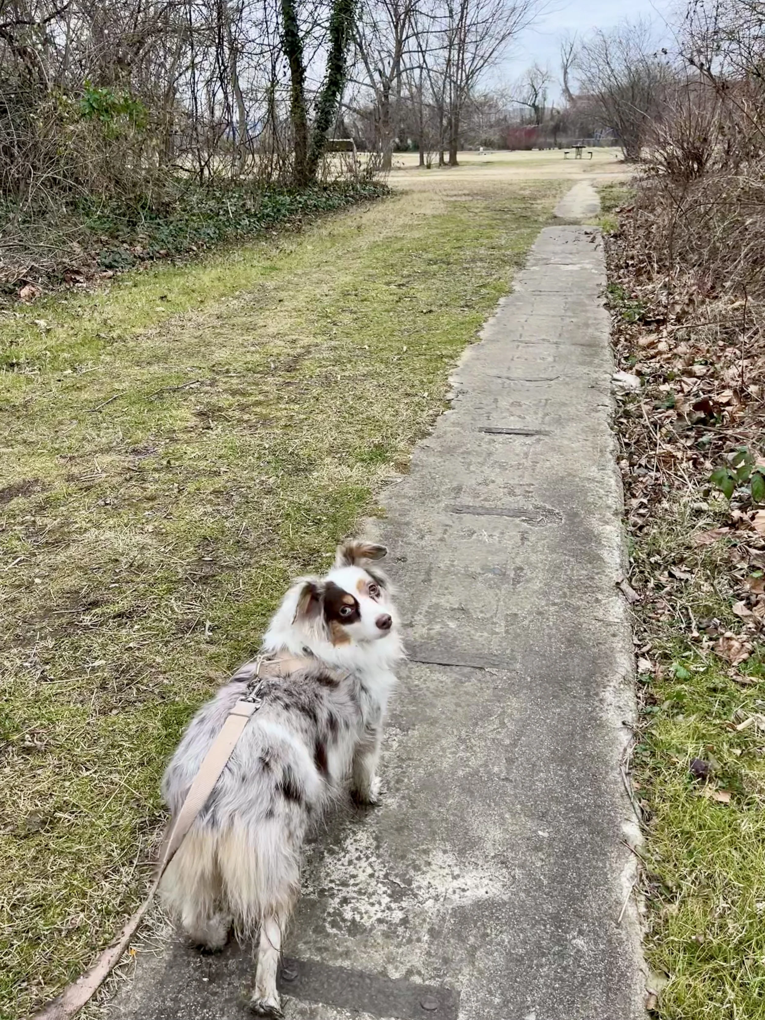 A leashed dog walking along a narrow paved path built on a World War I–era crane rail near Jones Point Lighthouse, part of a historic riverside park.