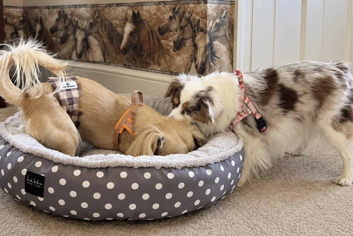 Archie lying in a provided dog bed while Saydie stands beside him at The Abigail Inn in Lexington.
