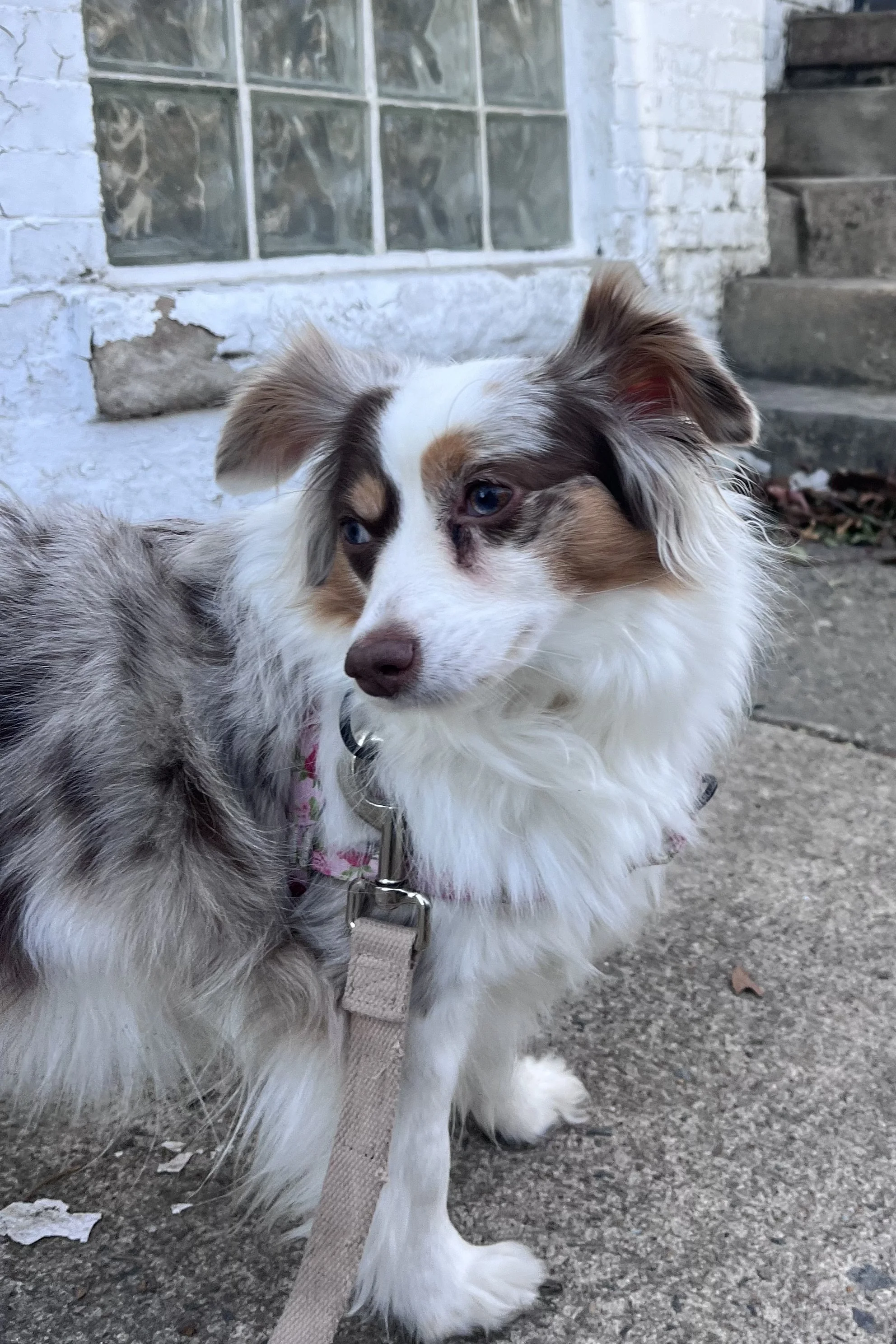 Small dog paused on a sidewalk, looking around and processing the surroundings before continuing.