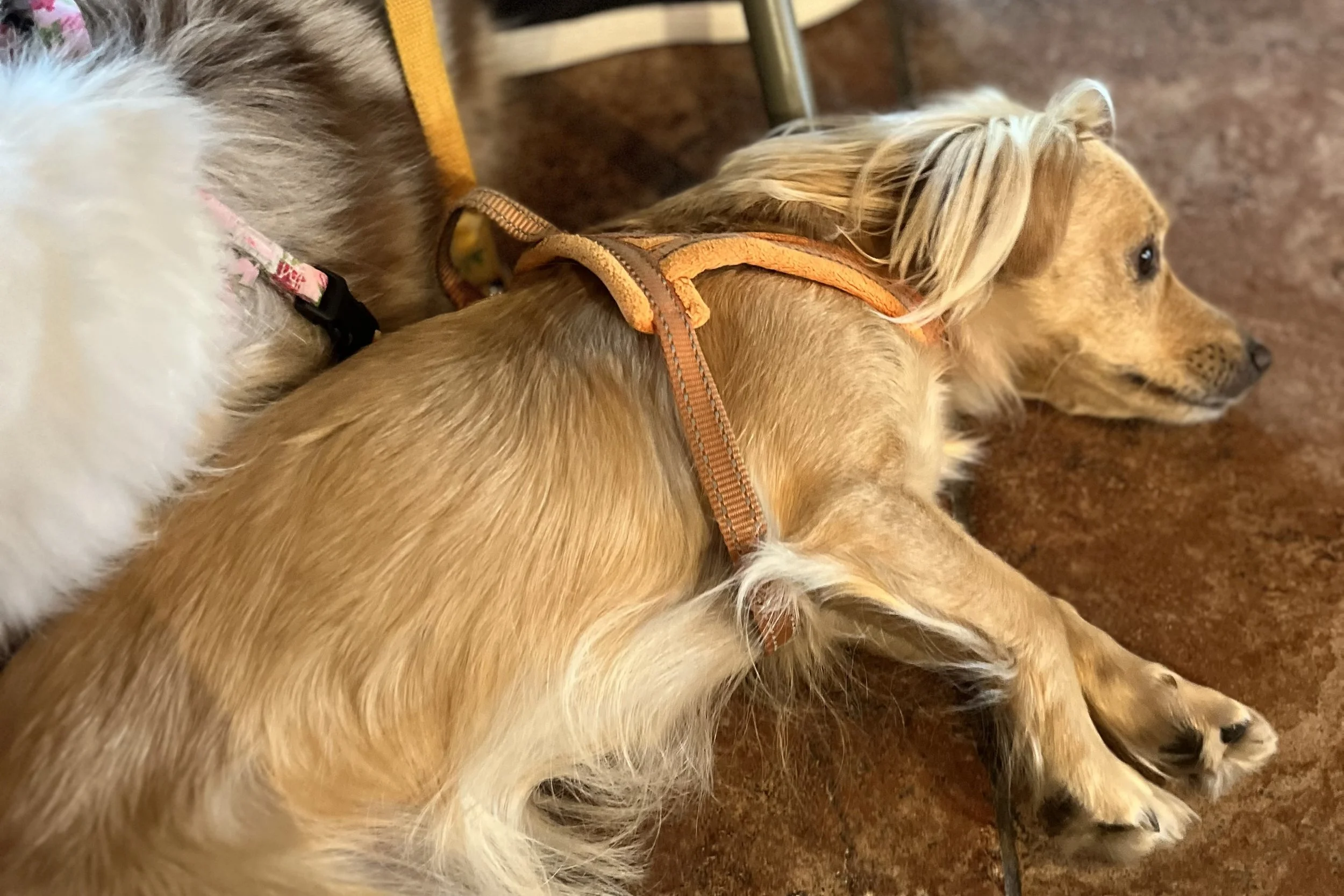 Archie and Saydie resting on the floor inside Barren Ridge Vineyards after a busy day in Staunton.